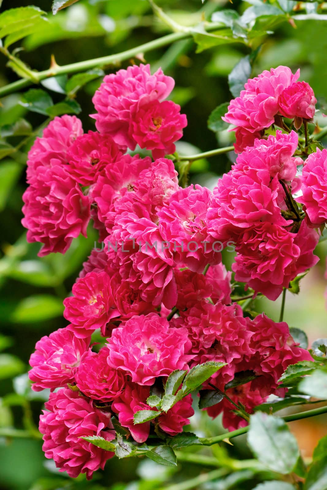 Bouquet of delicate pink-red flowers of a climbing rose with velvet petals in the rays of soft sunlight bloom in the garden against a background of green leaves, vertical image, close-up.