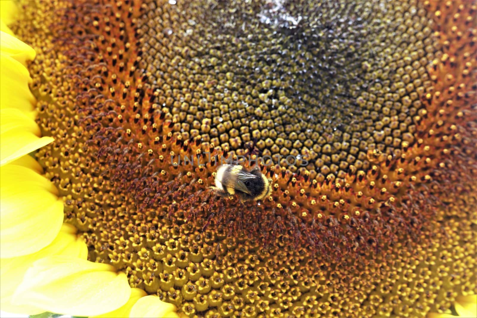 A sunflower blossom as a closeup with bumblebee