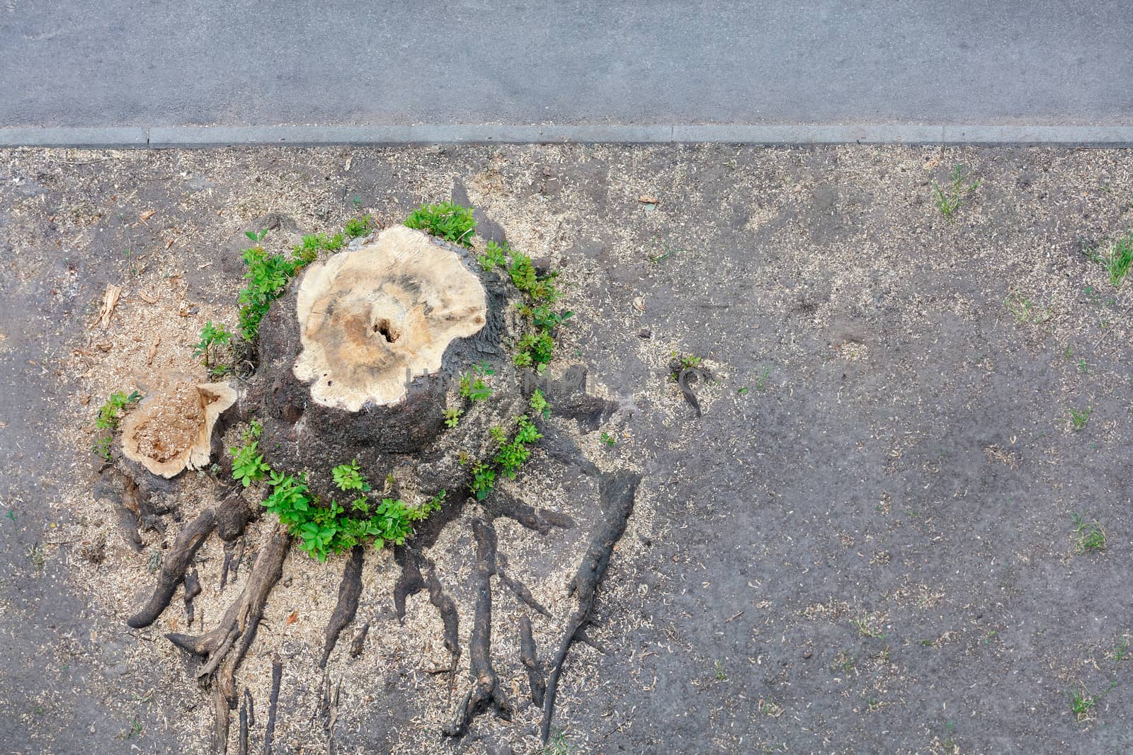Large rotten stump near the sidewalk, texture of the roots and fibers of an old stump around which young shoots grow, copy space, nature concept, view from above.