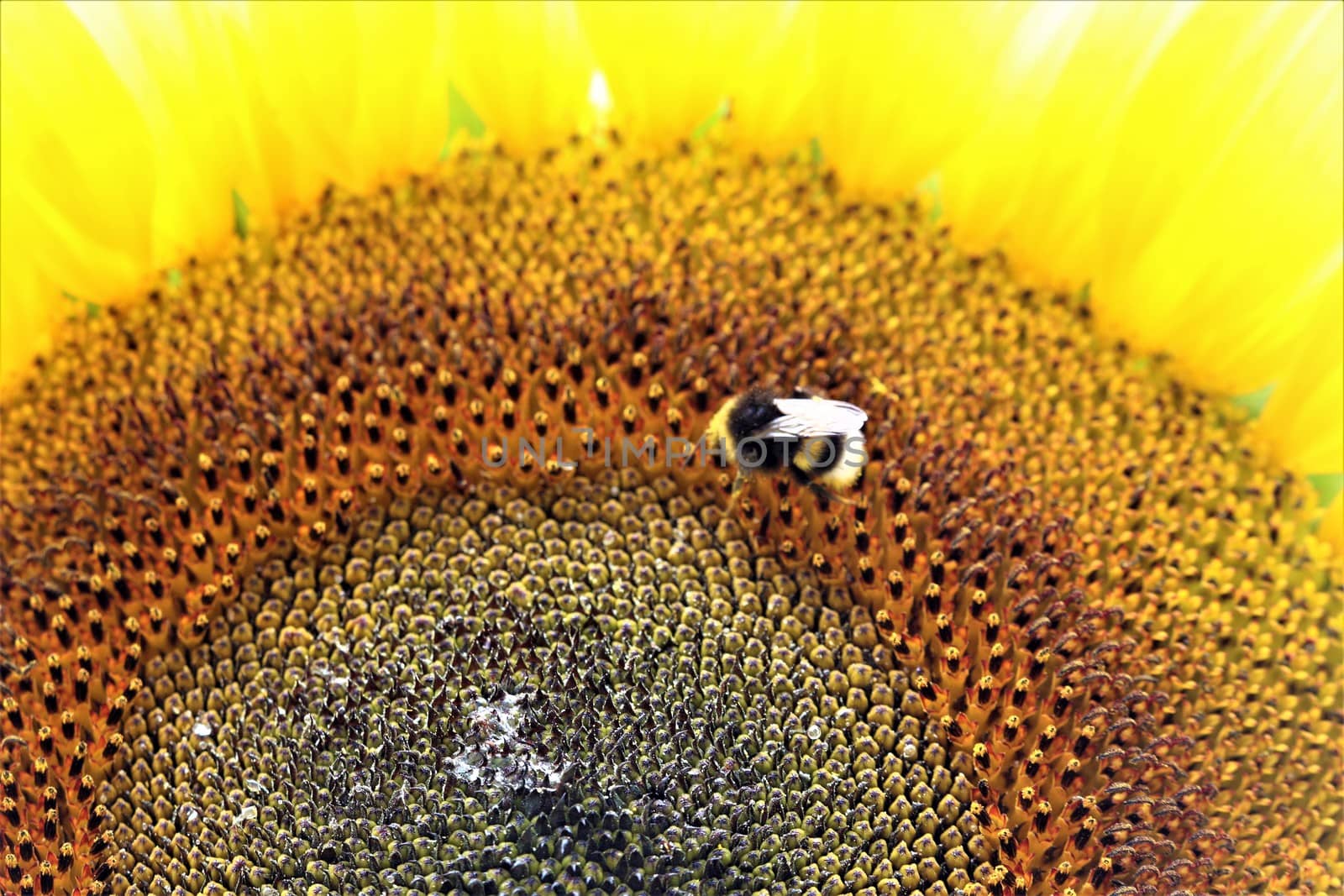 A sunflower blossom as a closeup with bumblebee