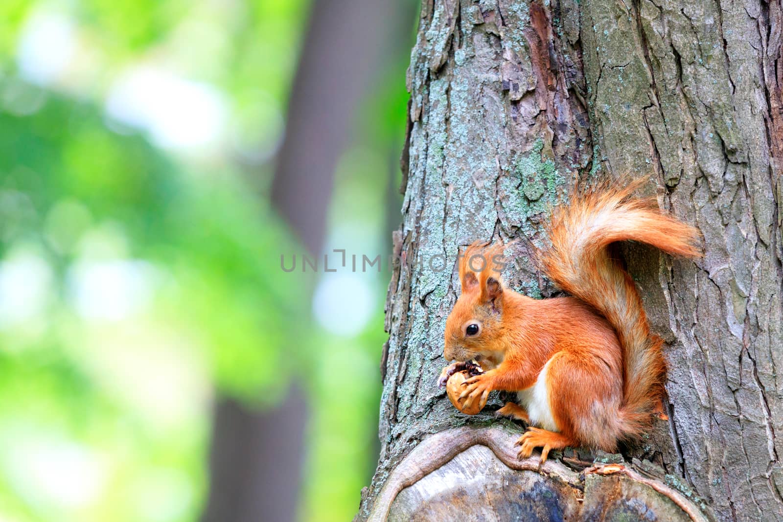 An orange fluffy squirrel sits on a tree and gnaws a nut found, copy space, close-up.