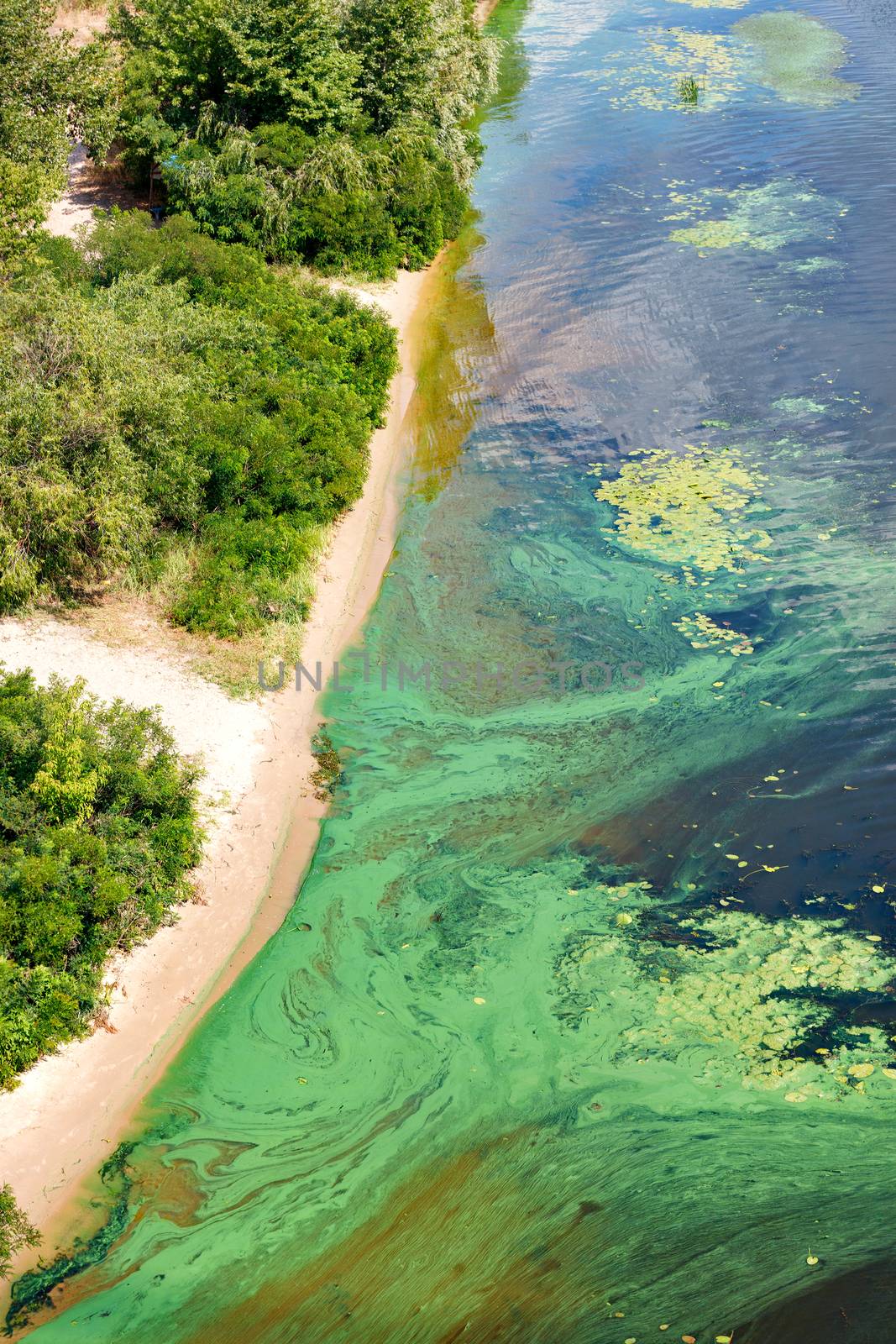 The coast on the surface of the river is covered with a pellicle of blue-green algae. by Sergii