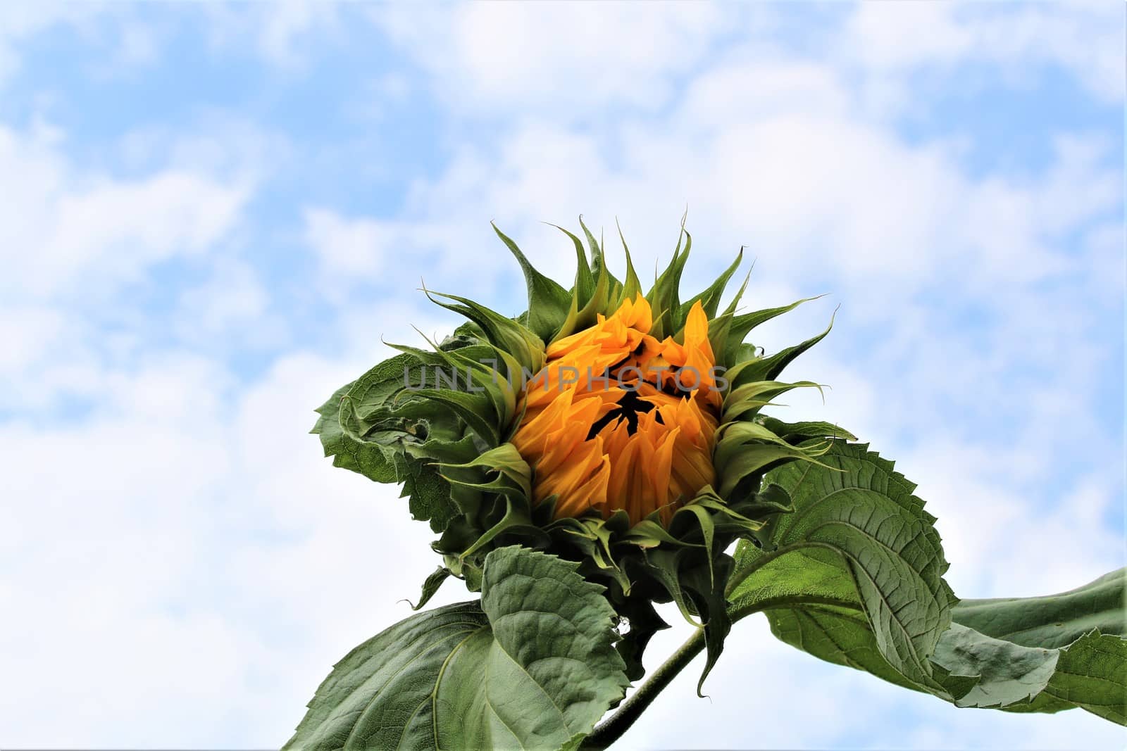 Just opening sunflower with green leaves against a cloudy sky