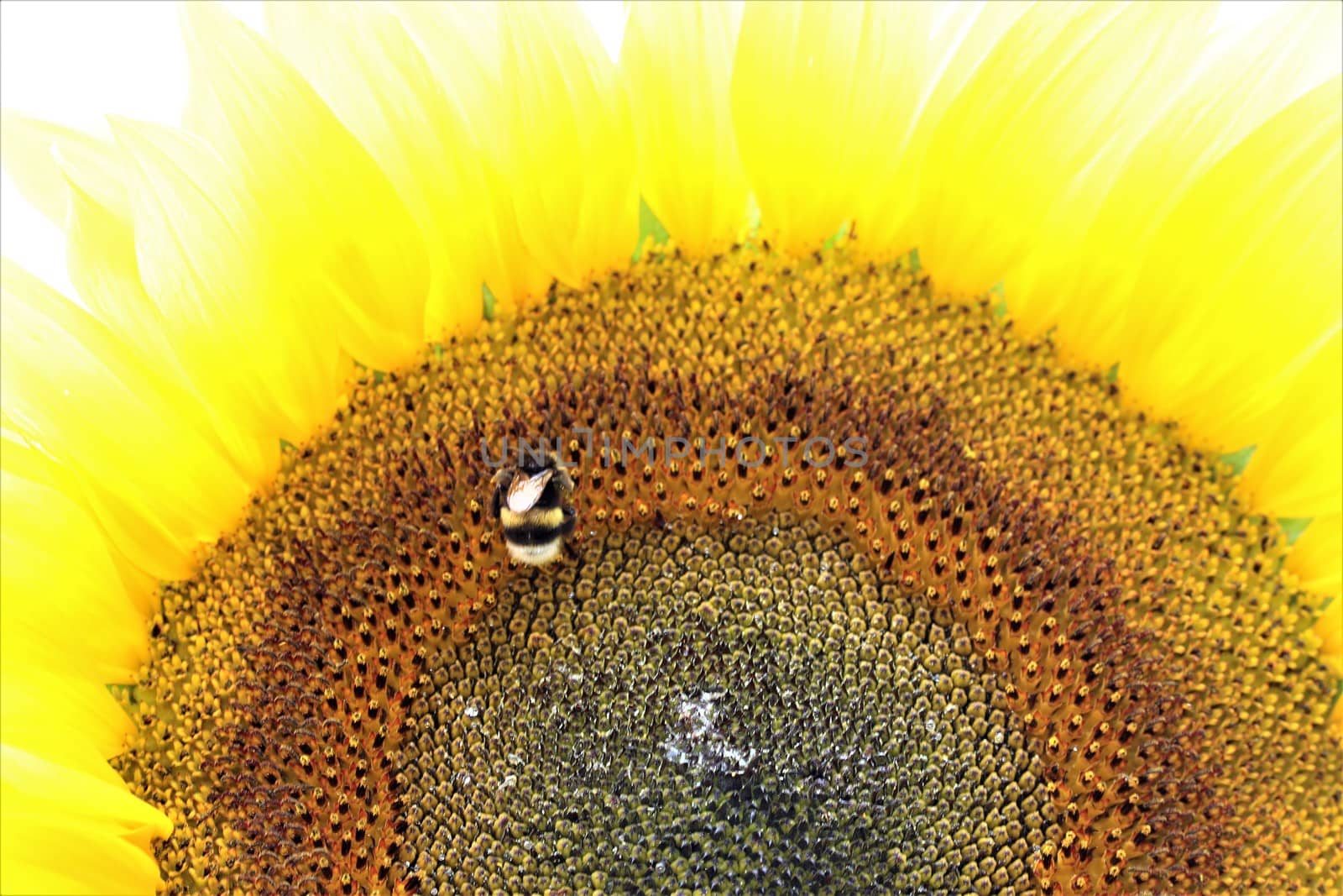 A sunflower blossom as a closeup with bumblebee