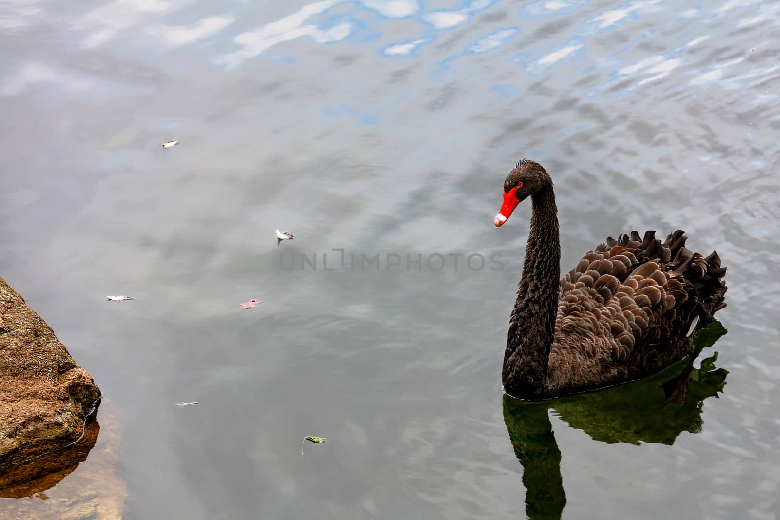 A beautiful brown swan with lush plumage and a bright red beak swims near the shore of a forest lake.
