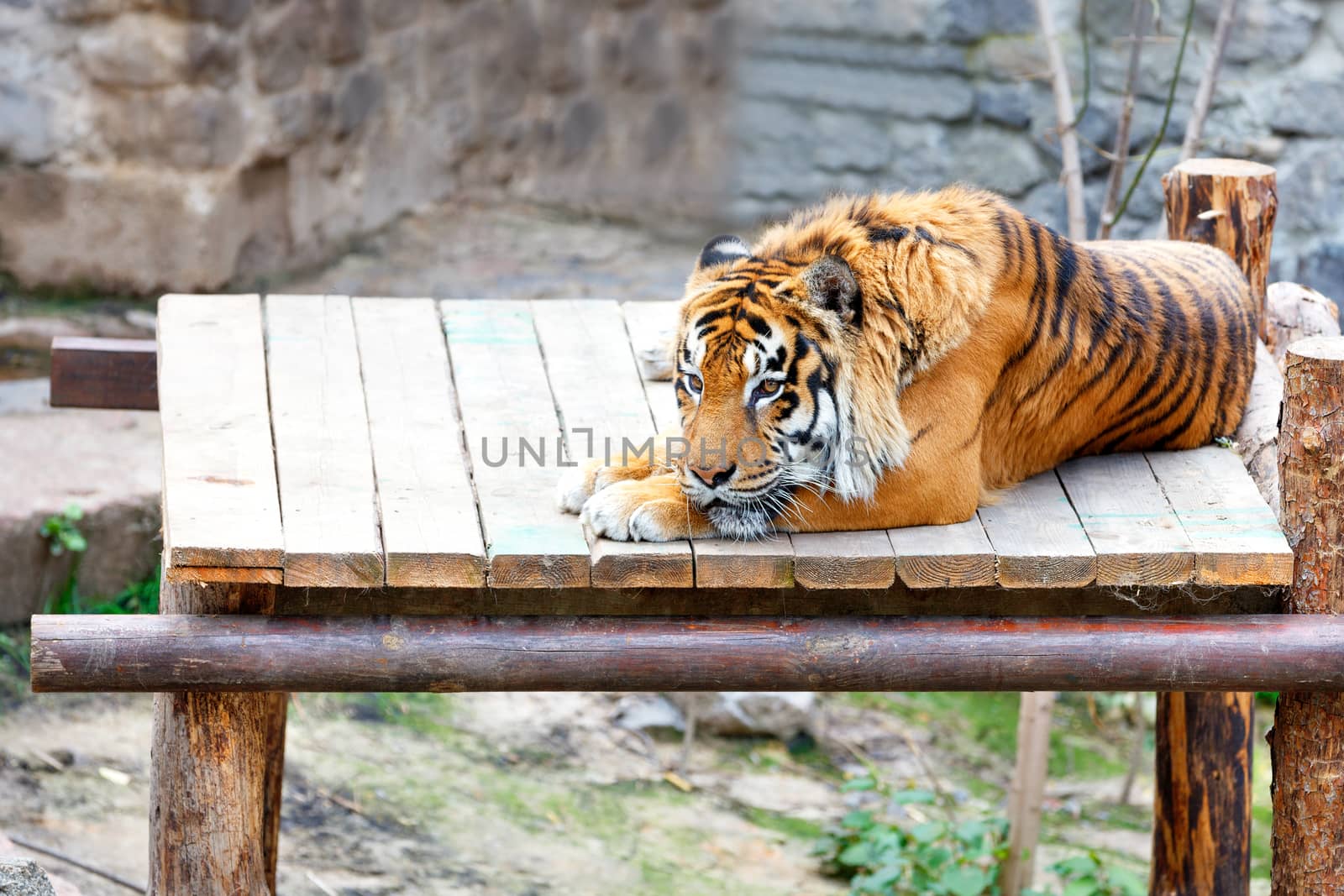 The striped tiger is resting on a wooden platform and basking in the sun. by Sergii