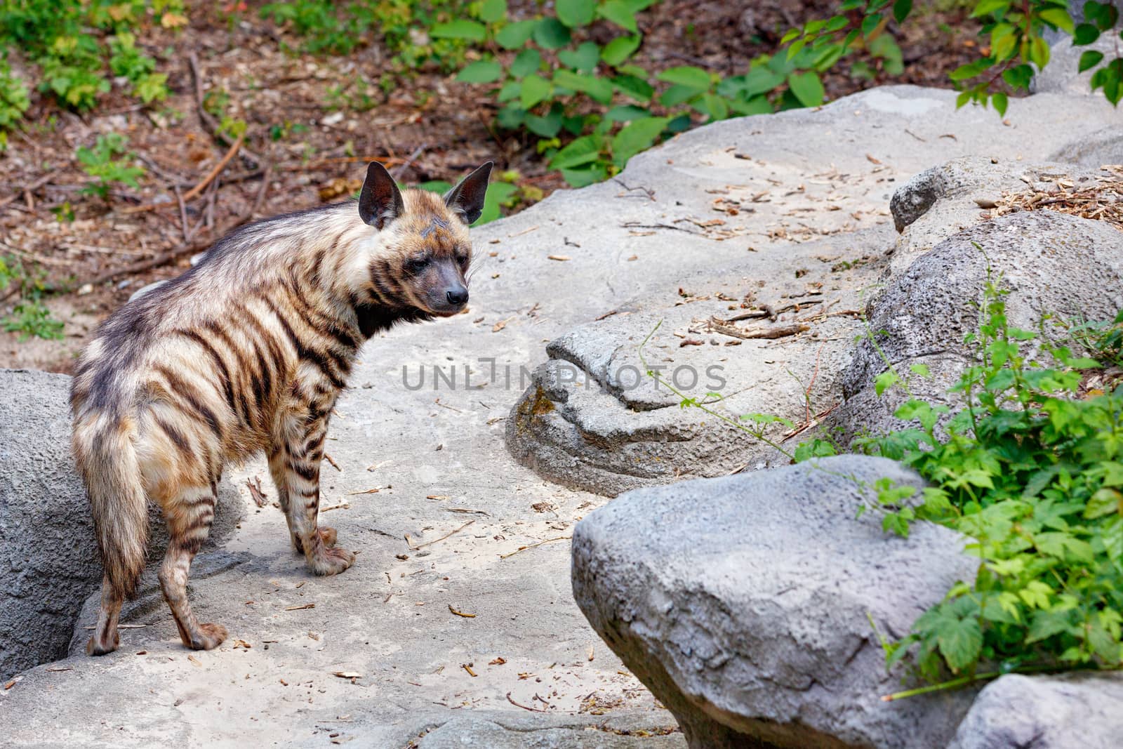 A striped hyena with alert ears walks among the stone boulders on a warm summer day.
