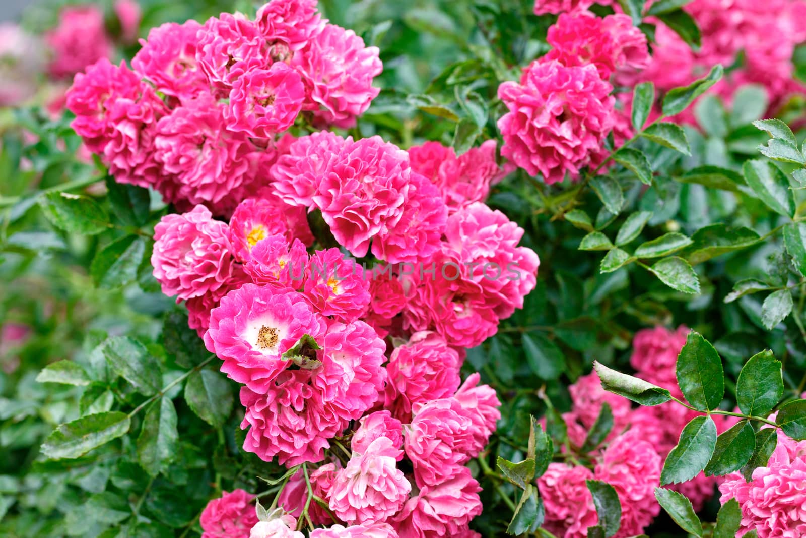 Gorgeous bush of a curly pink-red rose blooming in the summer garden. by Sergii