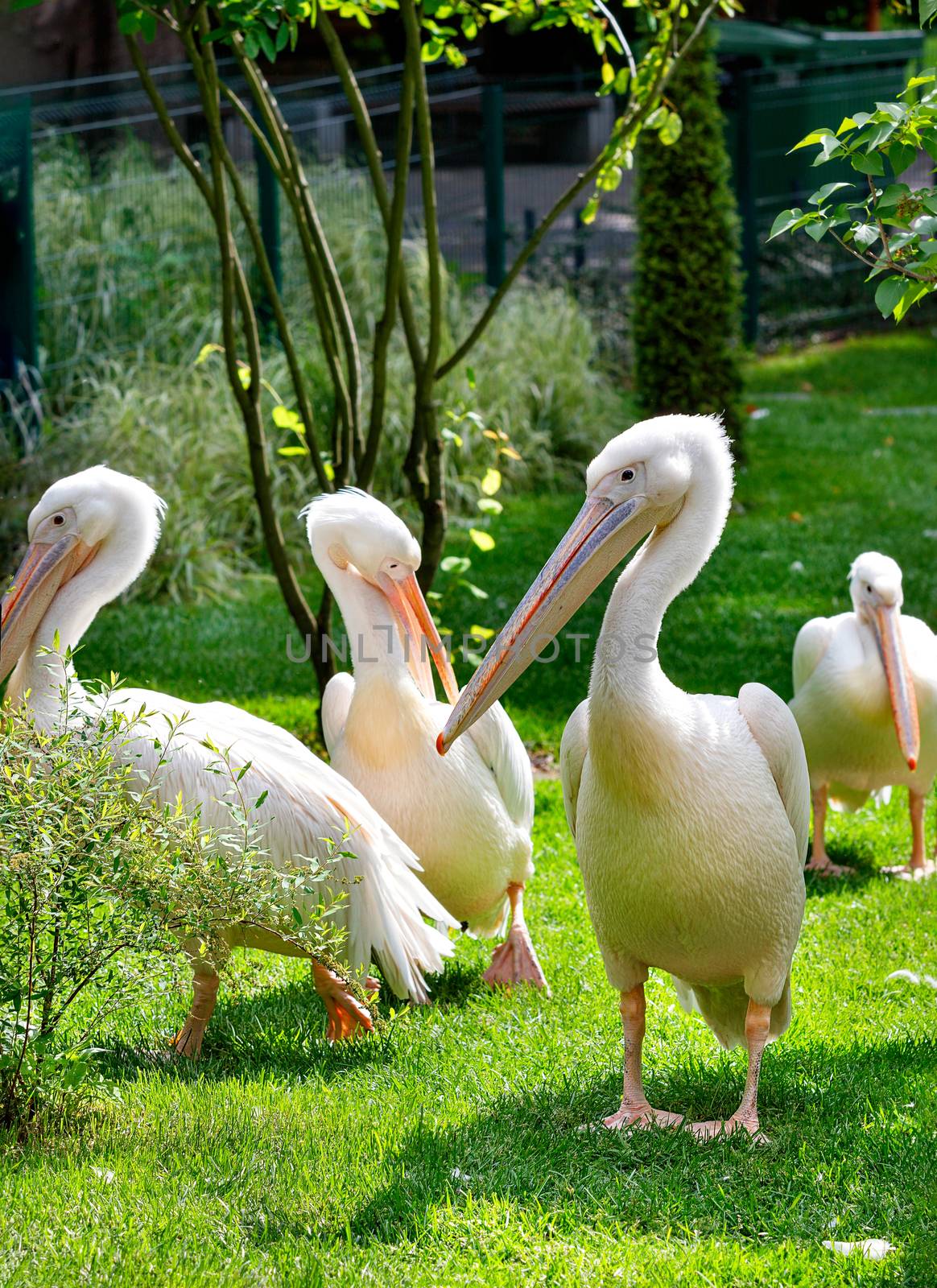 A flock of great white pelicans are resting on a green lawn under soft sunlight, vertical image, selective focus.
