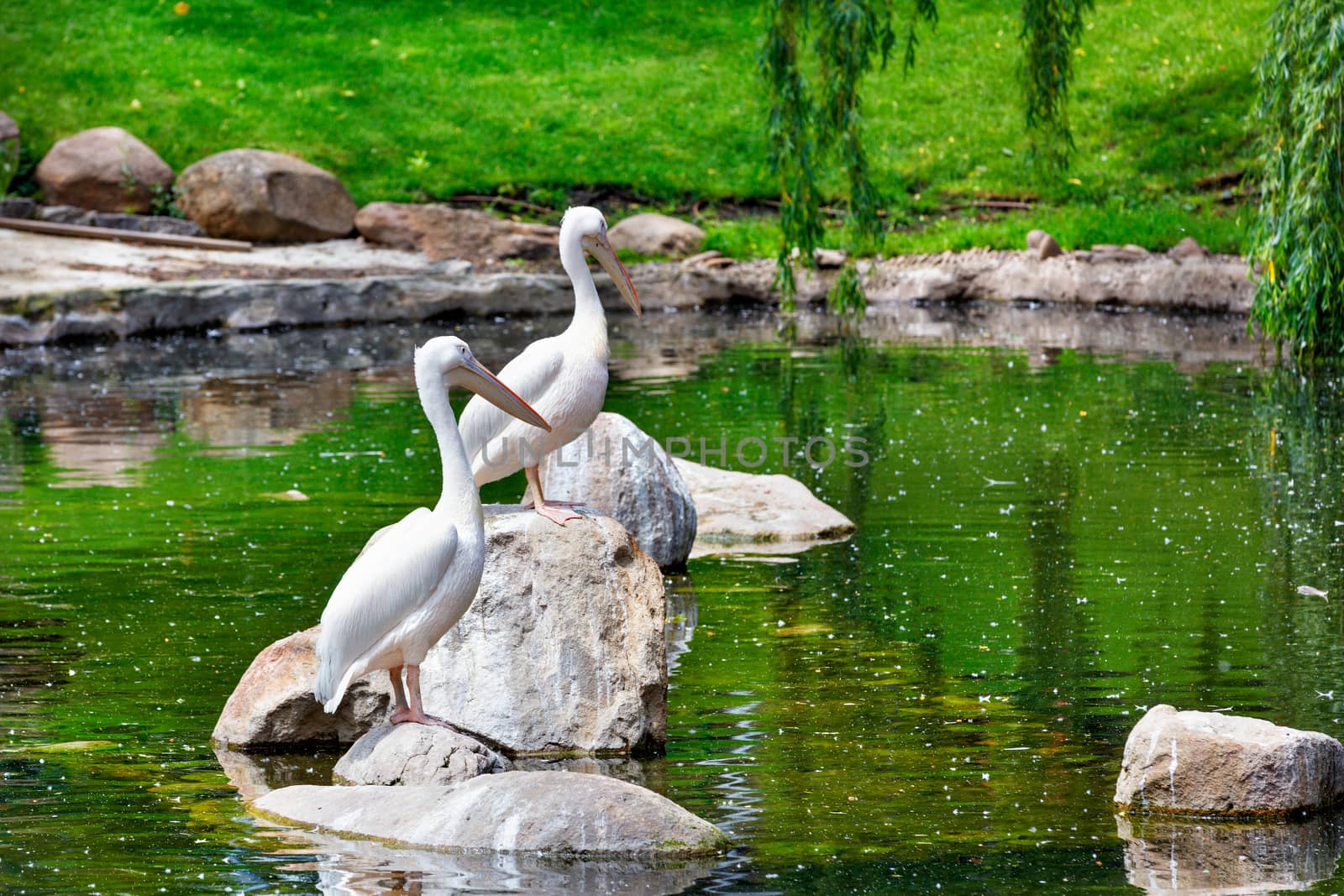 A pair of large white pelicans graceful rest on stone boulders in the middle of a forest lake surrounded by blurred water surface reflections, selective focus.