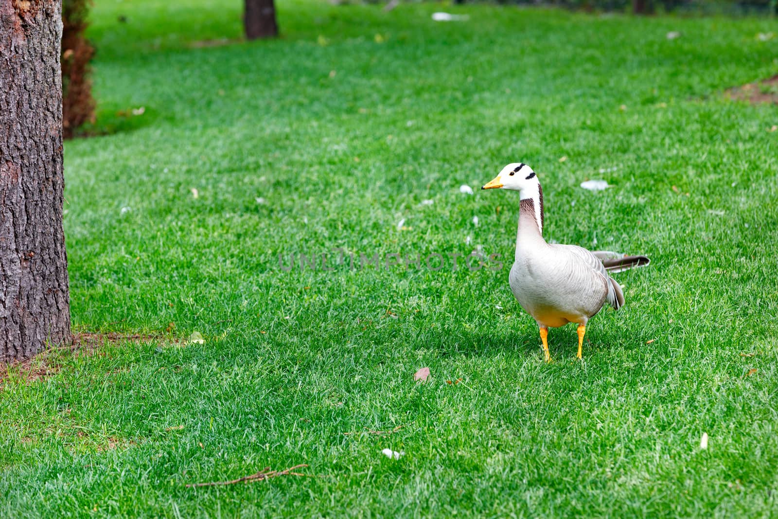 Bar-headed geese Anser indicus grazes on a green lawn among tall trees in a summer park. by Sergii