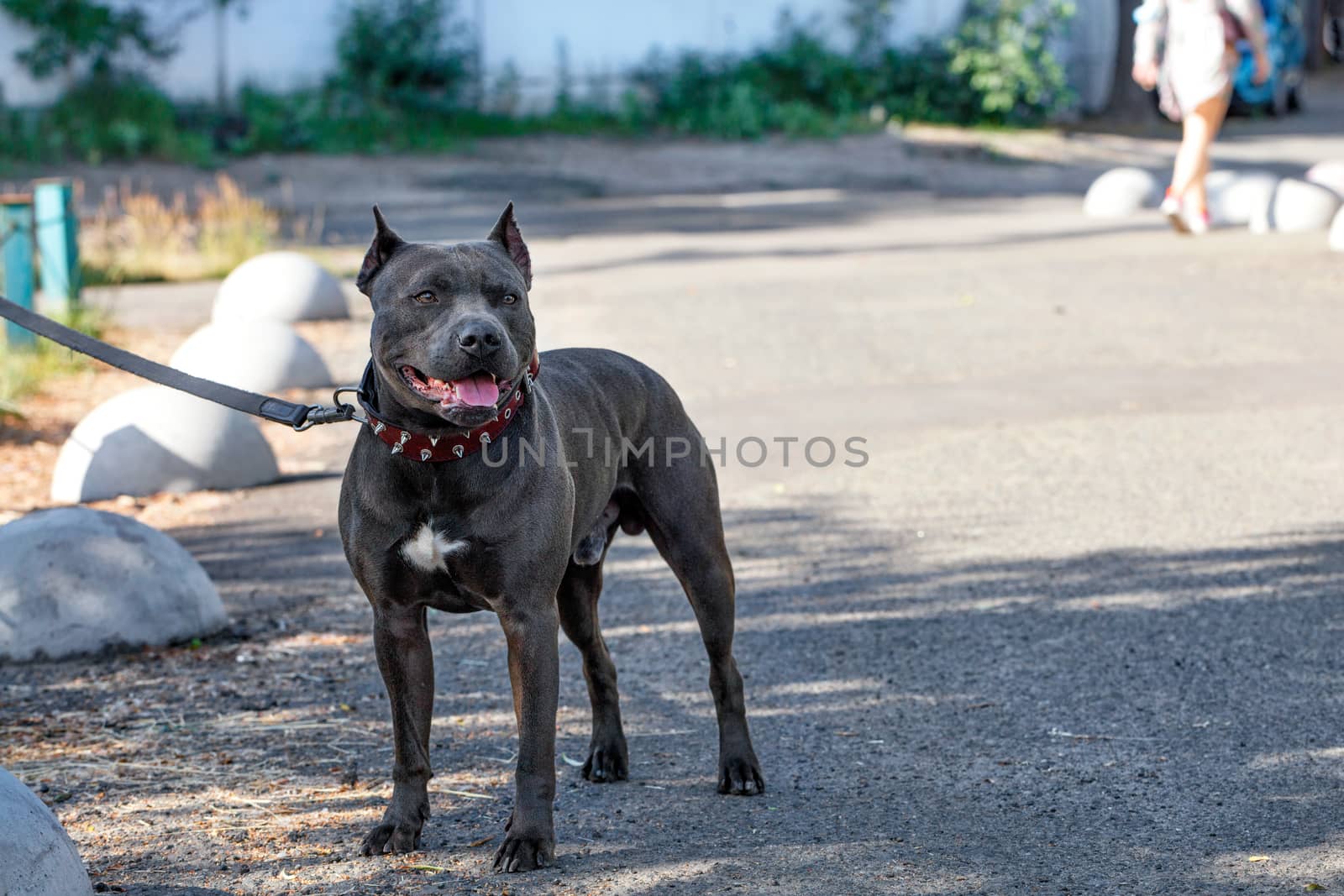 Beautiful portrait and robust build of a black Staffordshire Bull Terrier with a red collar walking down a city street.