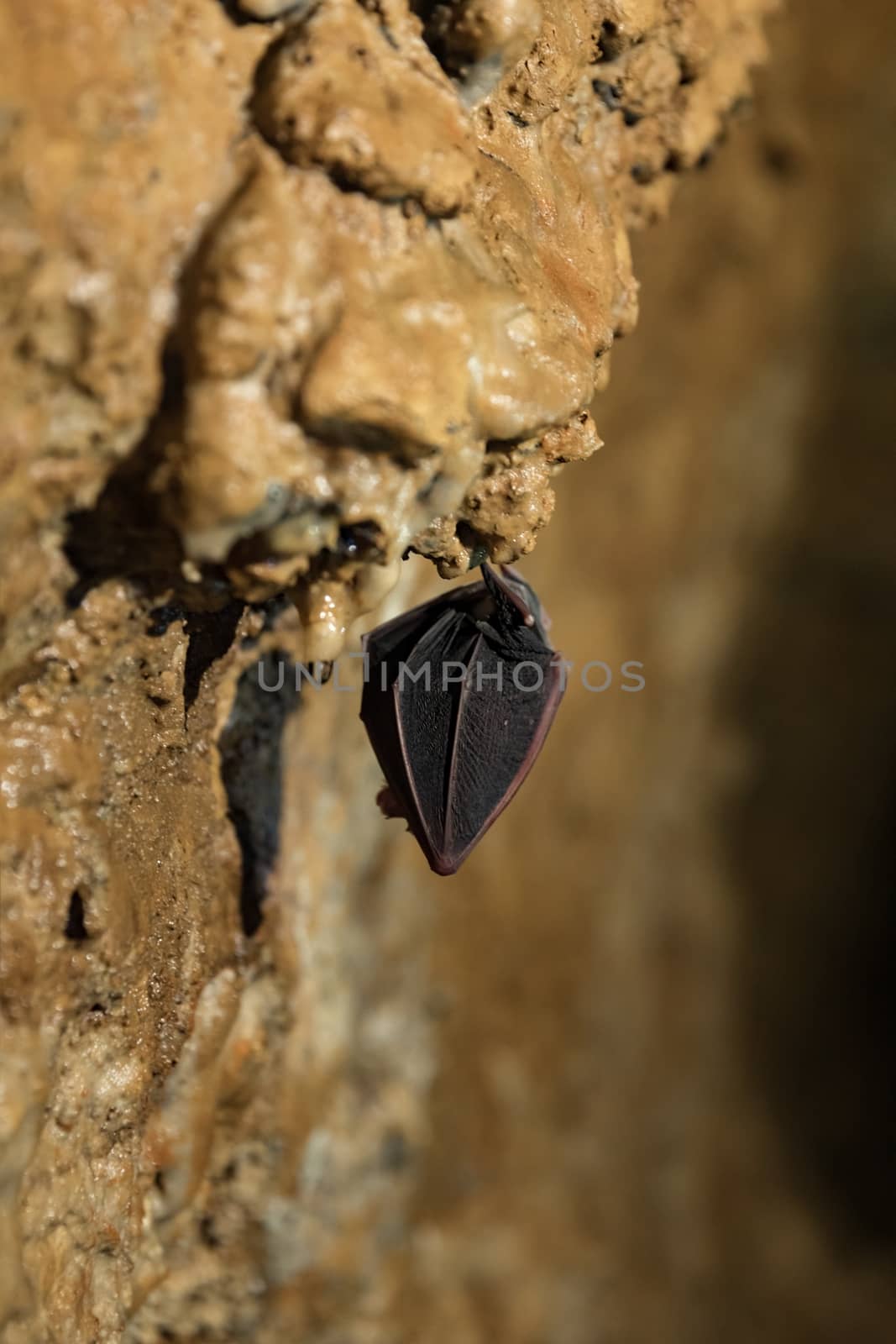 Bat sleeping in the cave closeup photo