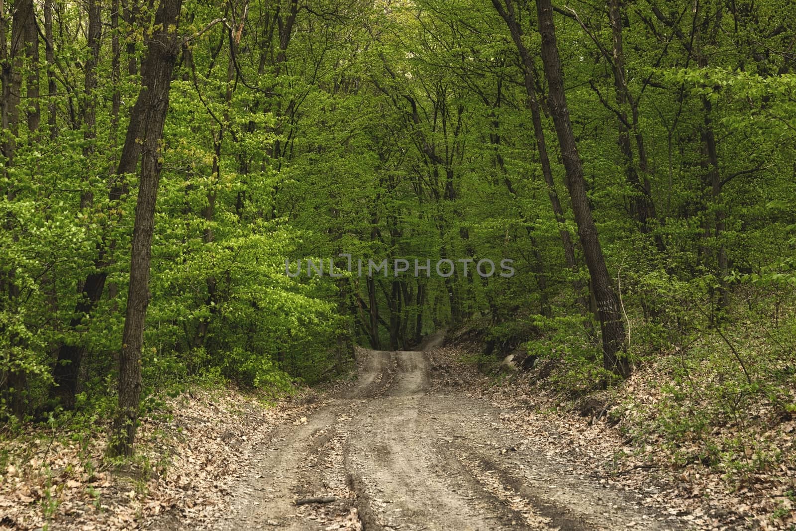 Road in the forest with green lush trees