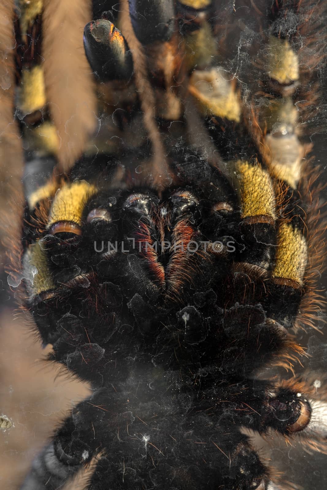 Large tarantula closeup photo by svedoliver