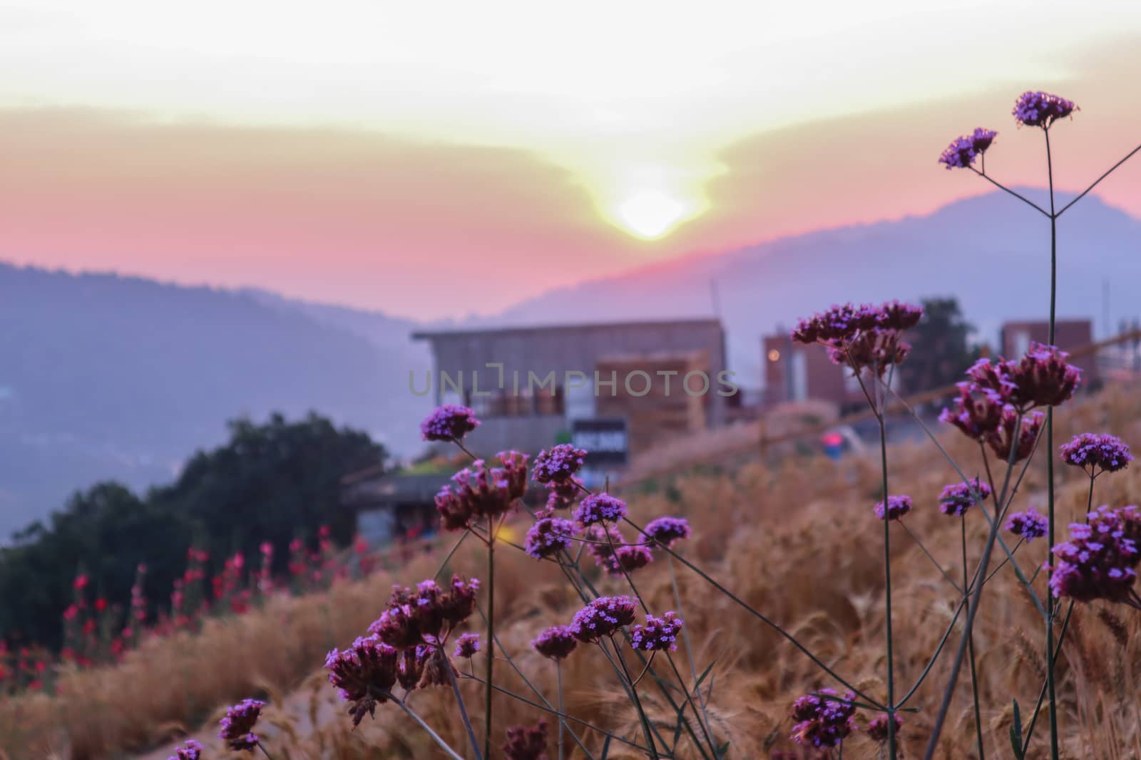 summer nature background with grass and flower village farm house and mountains back with bright sunset in the evening