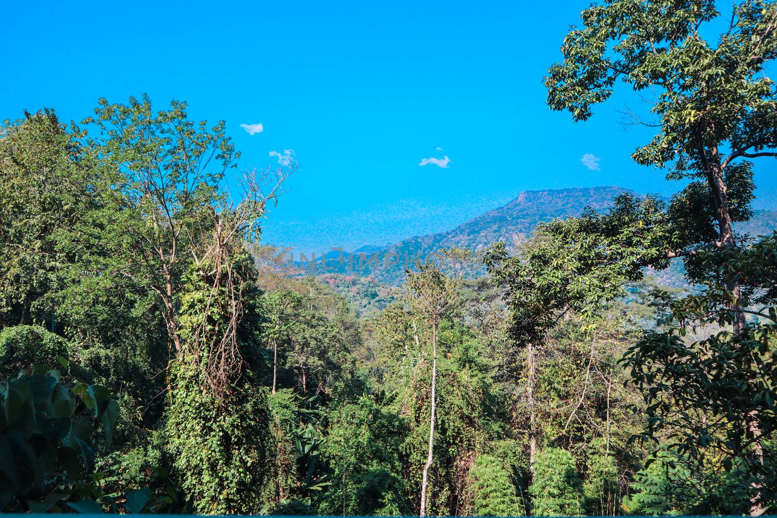 Jungle in Thailand photo background