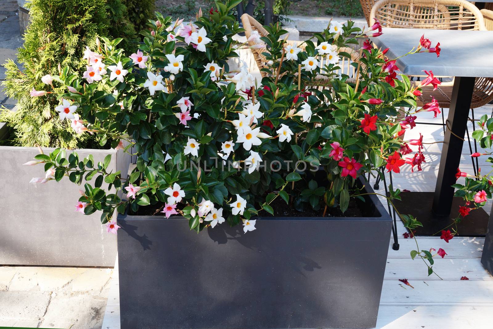 ampel flowers in a concrete street pots close up by Annado