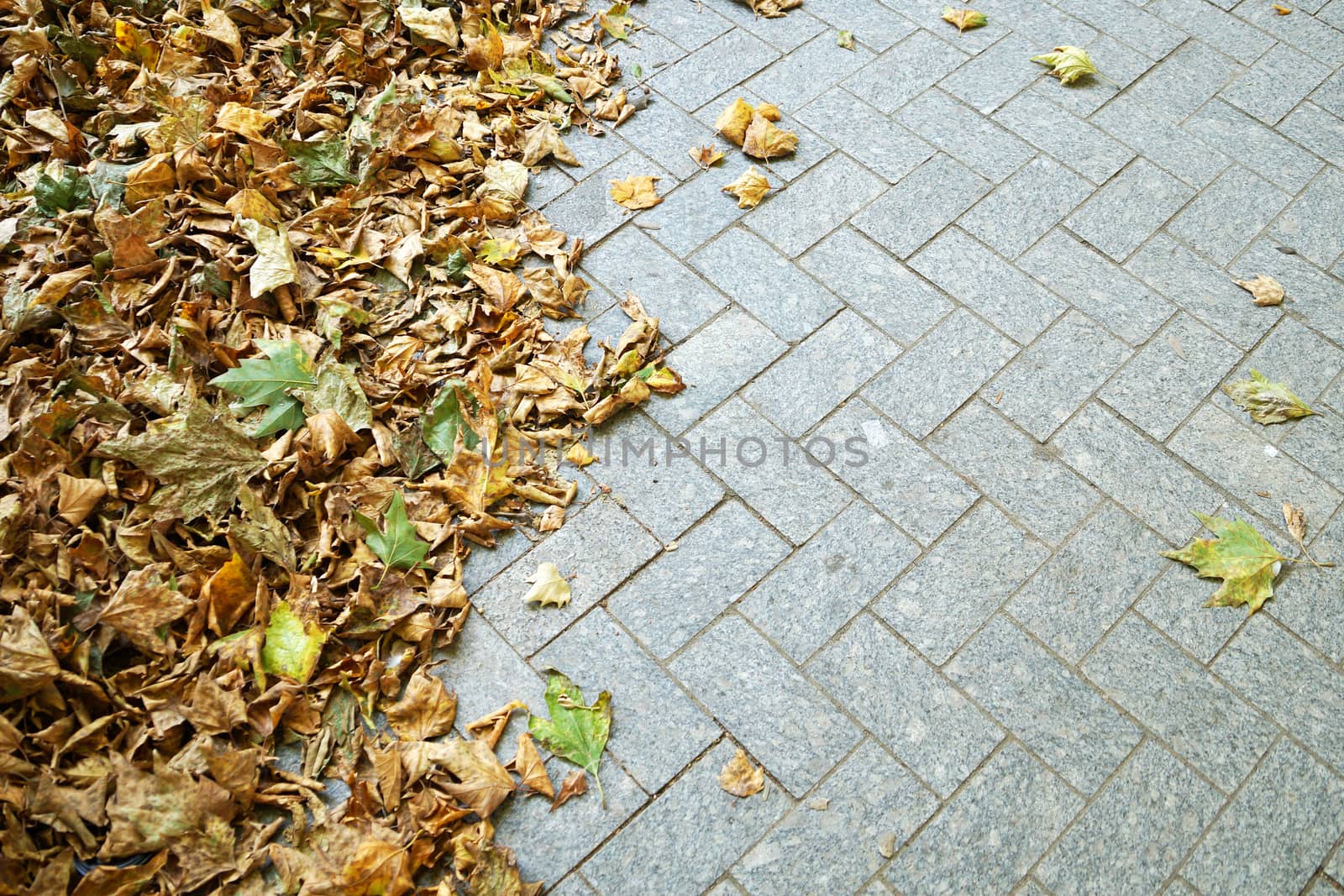 yellow autumn leaves on the sidewalk road, copy space