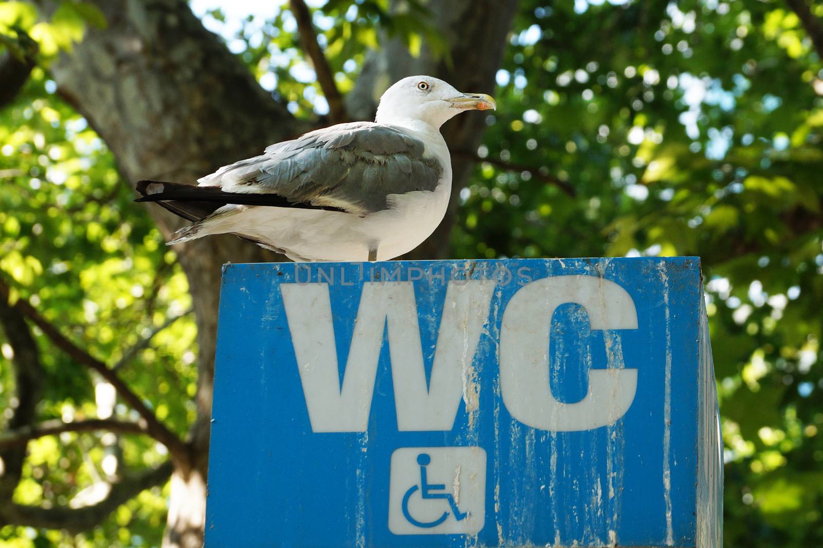 seagull sitting on a signboard toilet for the disabled by Annado