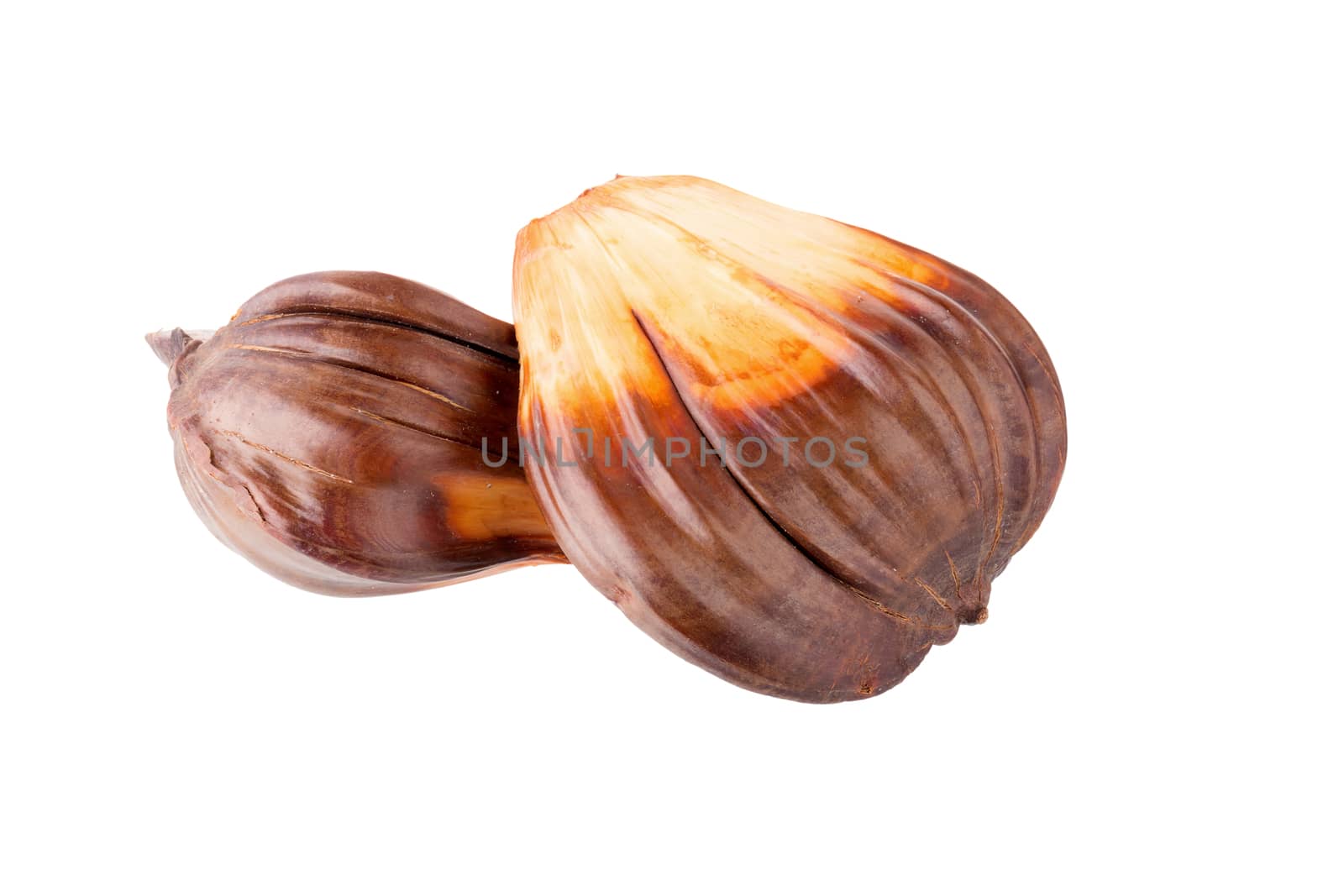 nypa palm fruit in Thailand, close up of nypa seed isolated on white background.