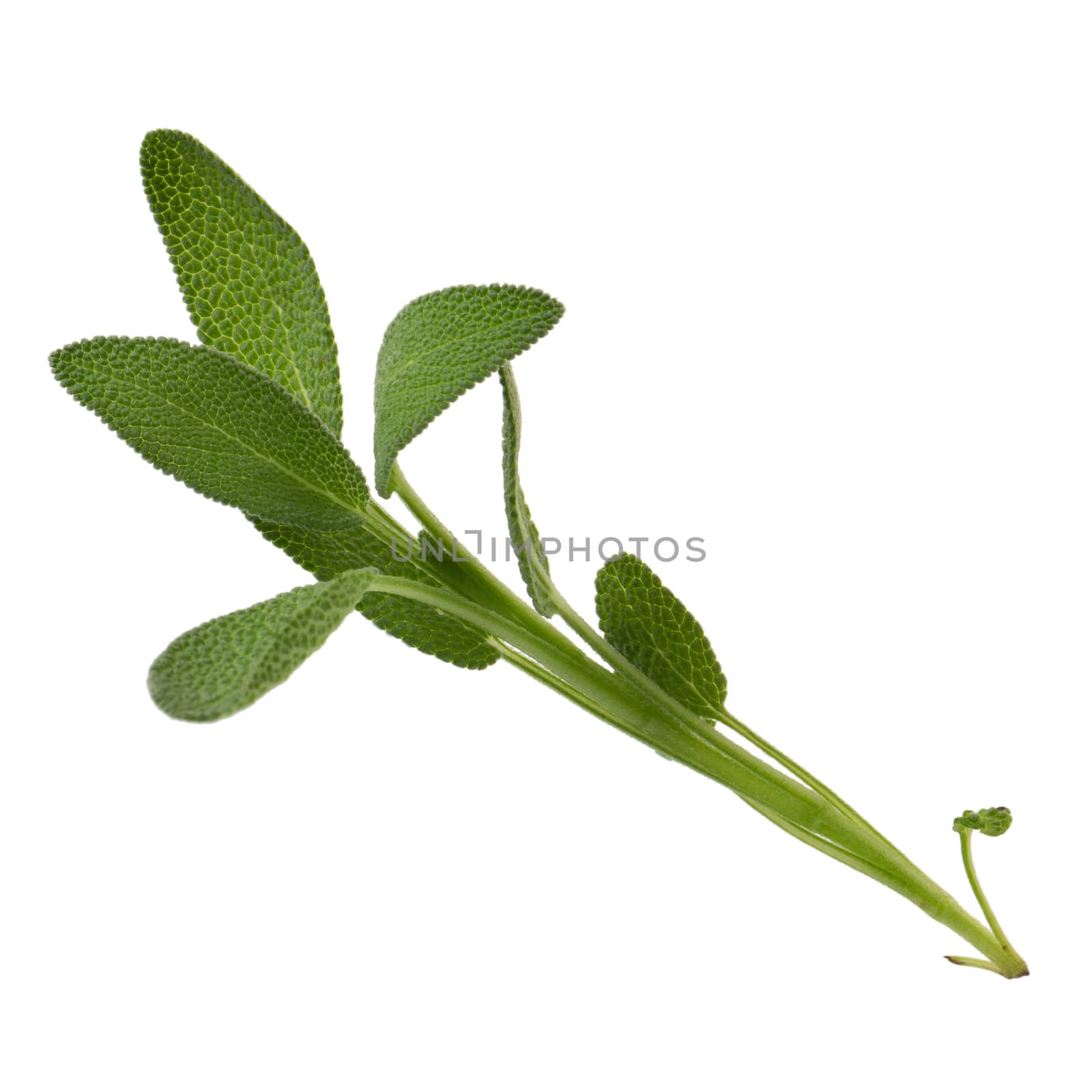 Sage plant isolated on a white background.