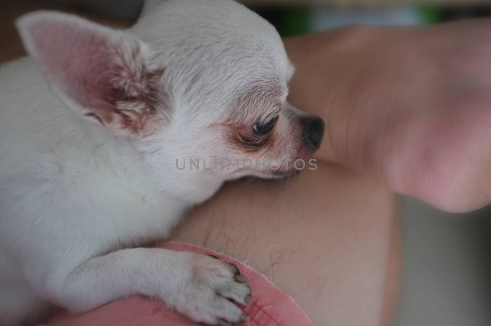 Chihua-hua is resting for man owner petting his pet, Close up. Concept Dog lover by Hepjam