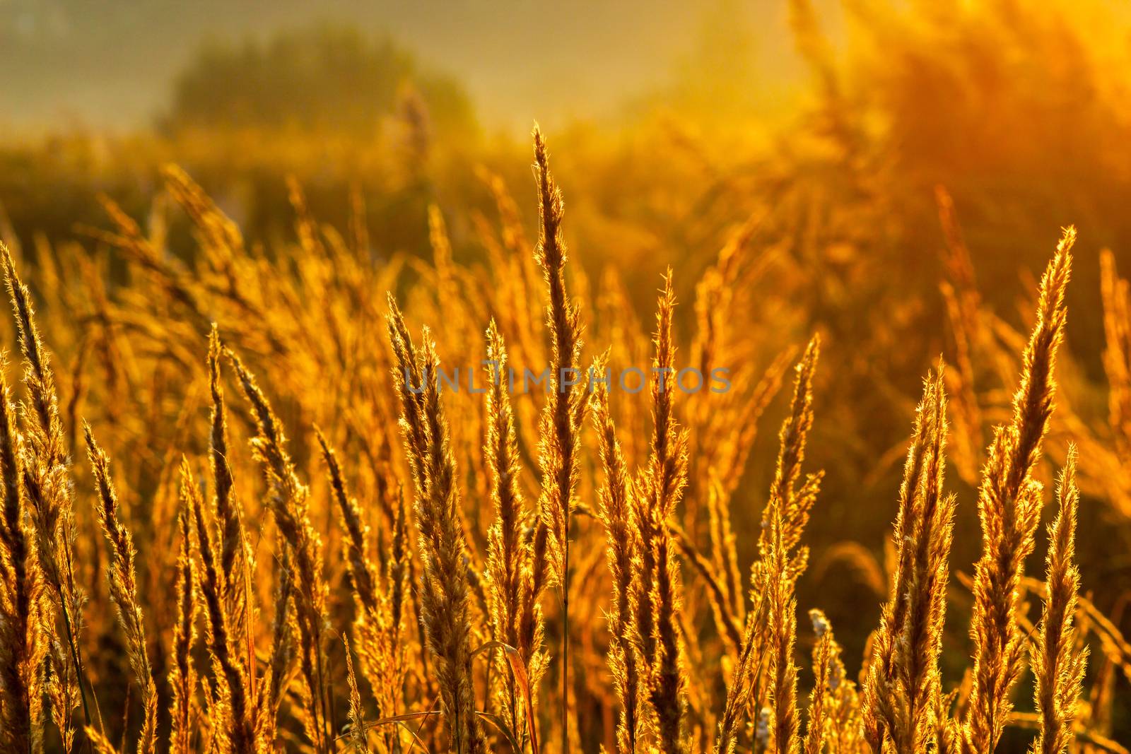 Golden dry long Stipa tenacissima or ssparto feather grass at autumn morning with selective focus and boke blur.