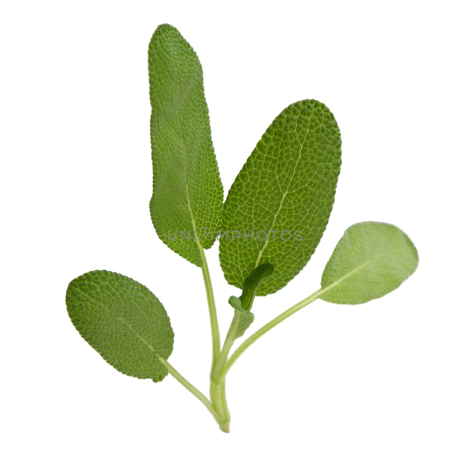 Sage plant isolated on a white background.