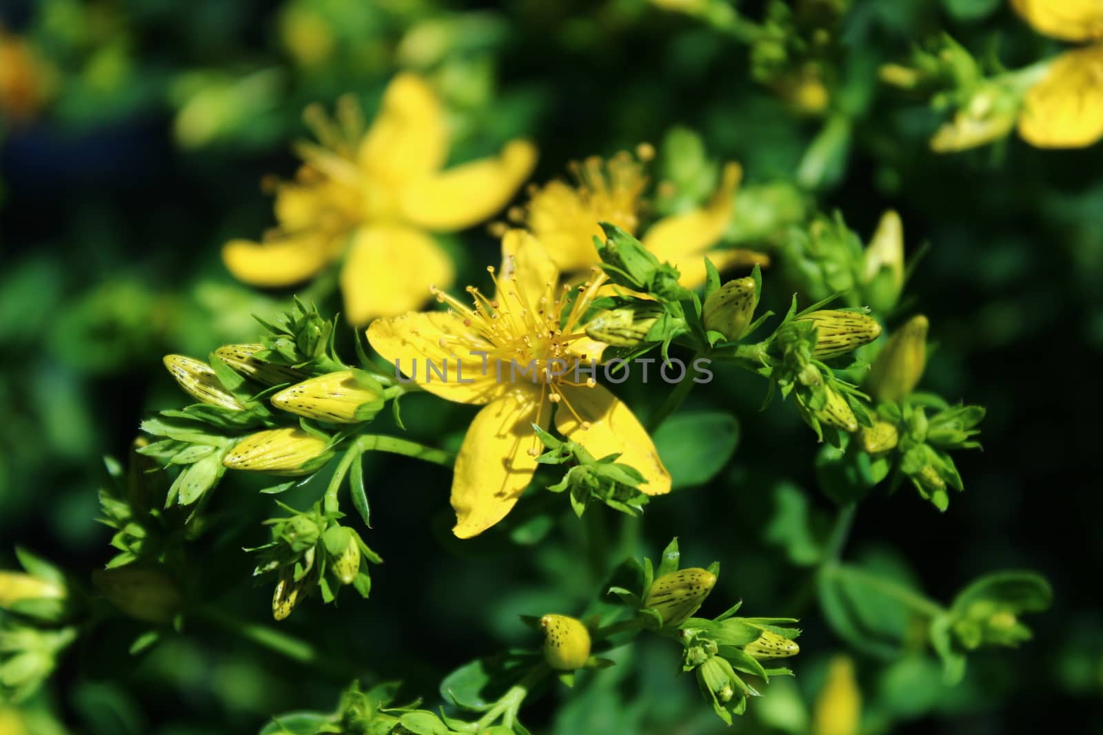 The picture shows St John's wort in the meadow