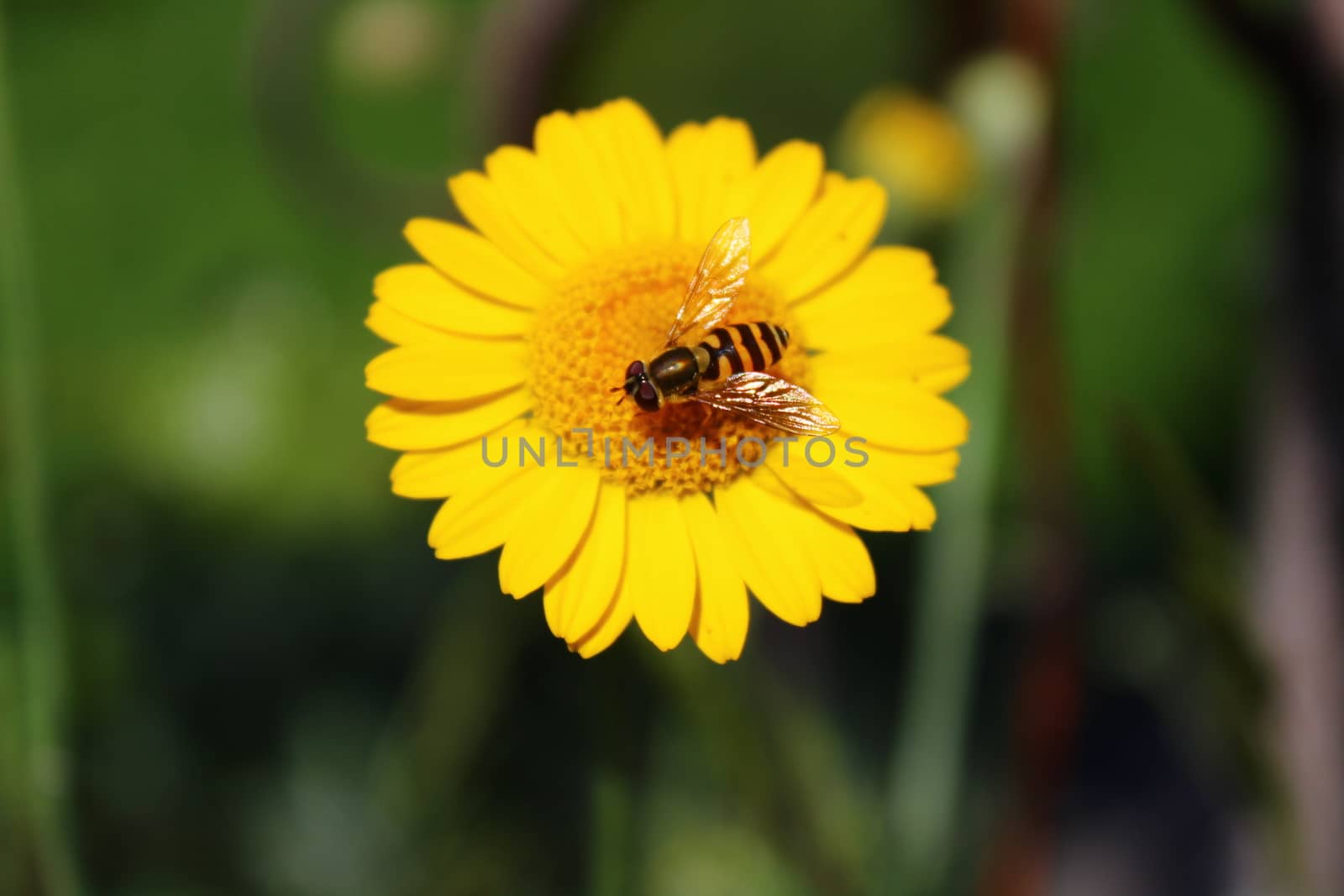 The picture shows little hoverfly on a yellow flower