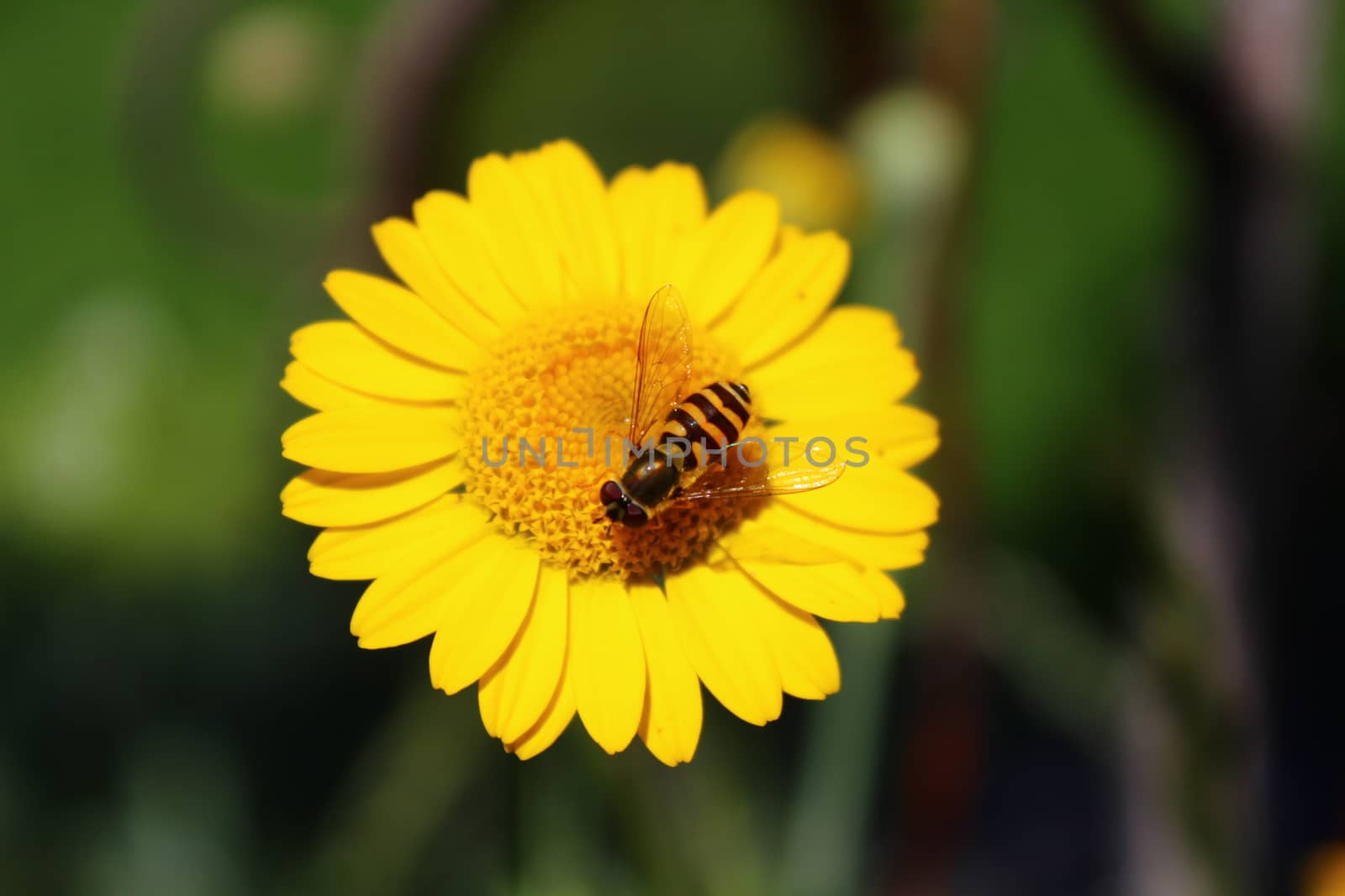 The picture shows little hoverfly on a yellow flower