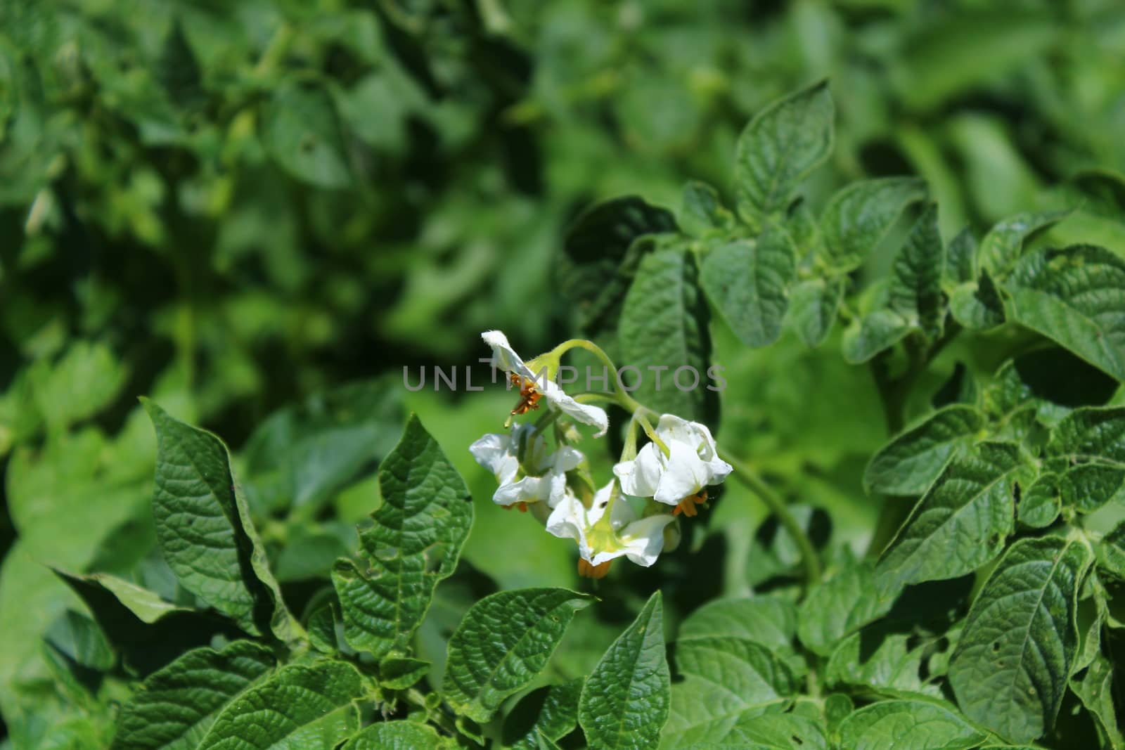 many potato plants in the garden by martina_unbehauen