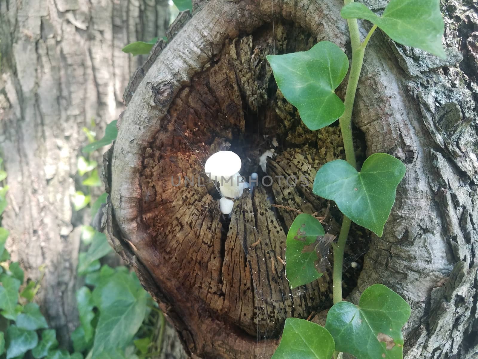 white mushroom or fungus in tree trunk with vine
