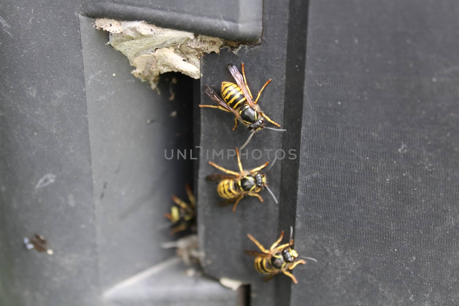 The picture shows wasps on the composter