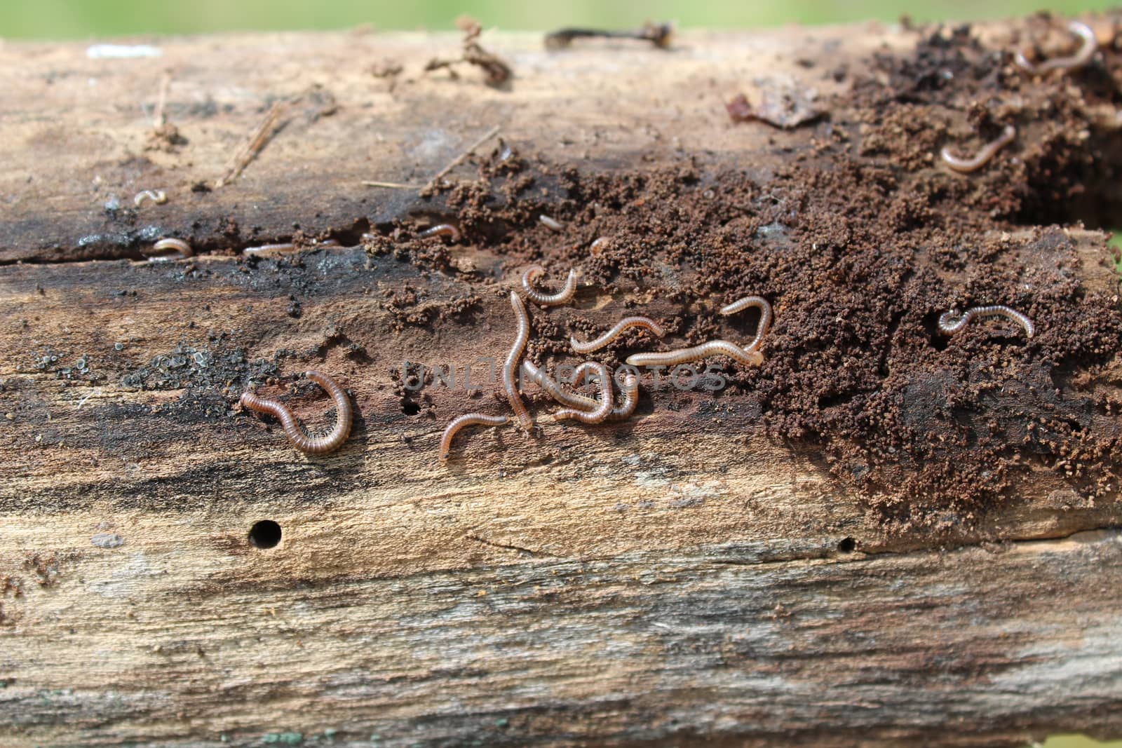 The picture shows little millepedes on weathered wood