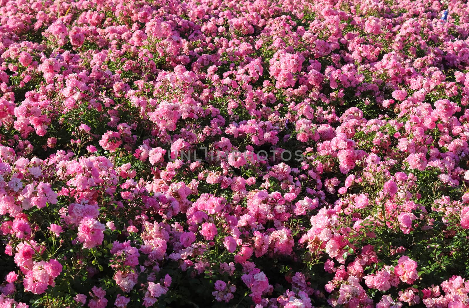 Pink and colorful rose flowers in a roses garden with a soft focus background.