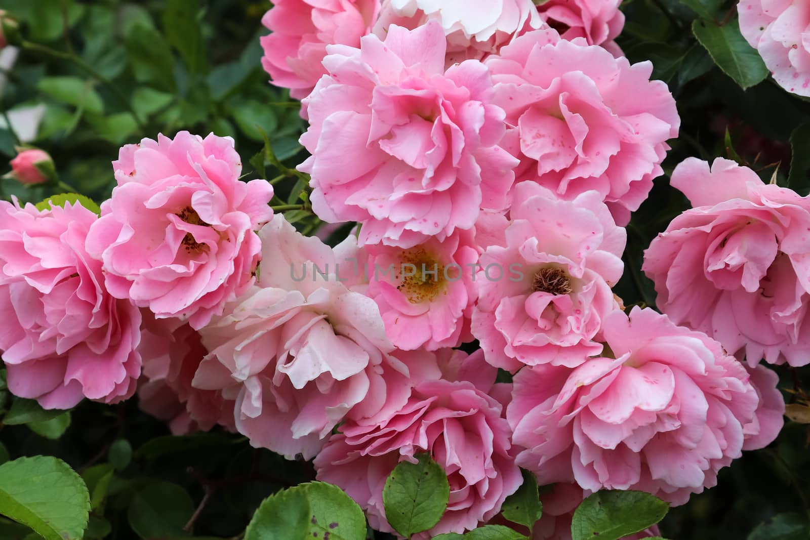 Pink and colorful rose flowers in a roses garden with a soft focus background.