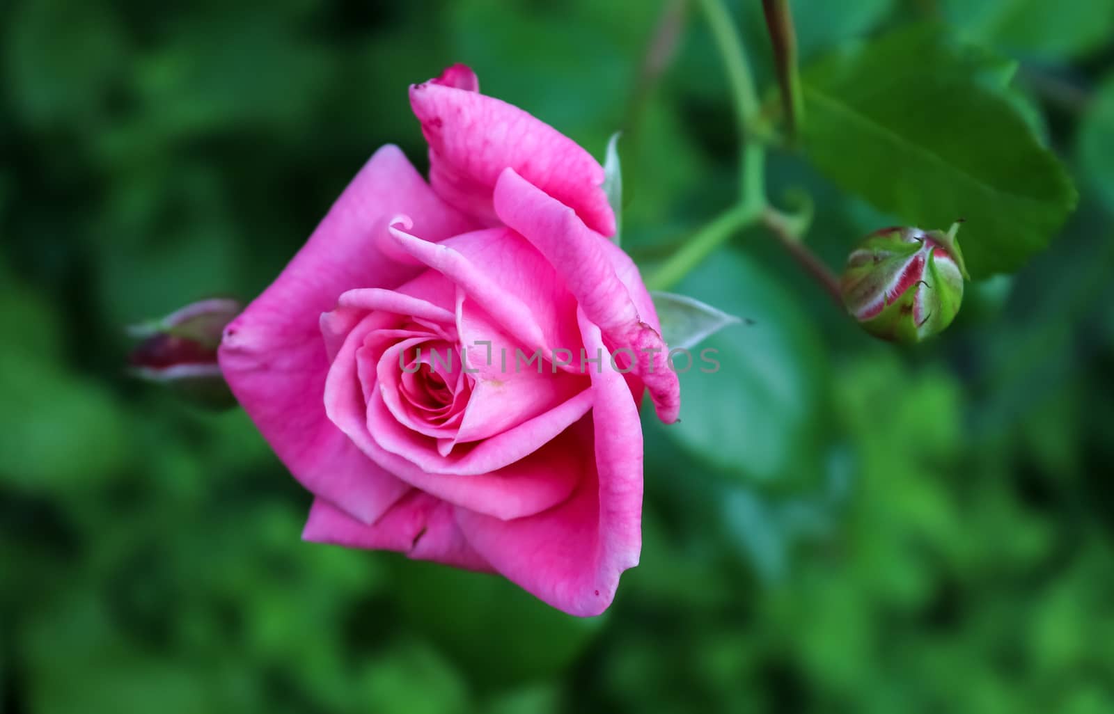 Pink and colorful rose flowers in a roses garden with a soft focus background.