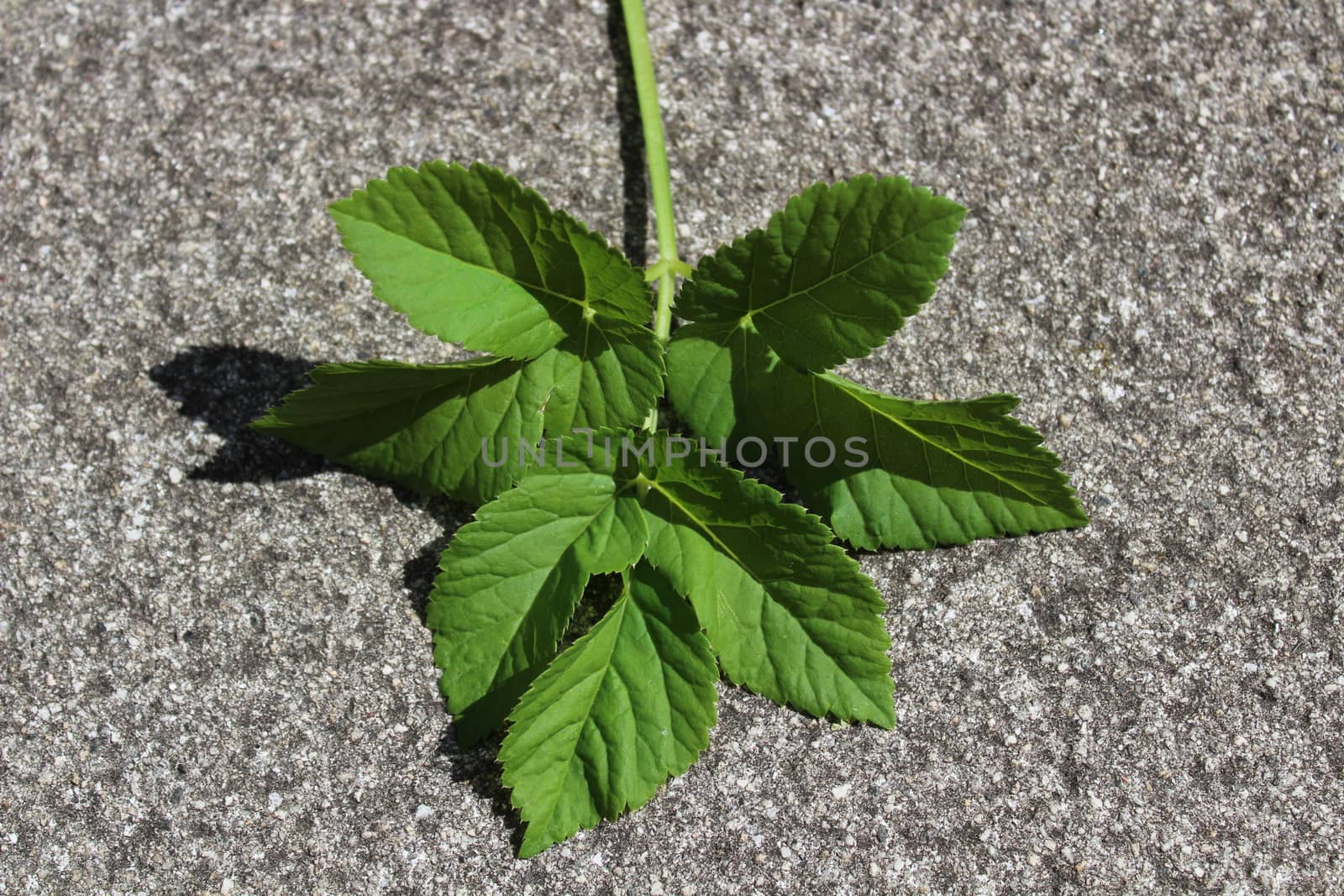 goutweed leaf in the garden by martina_unbehauen