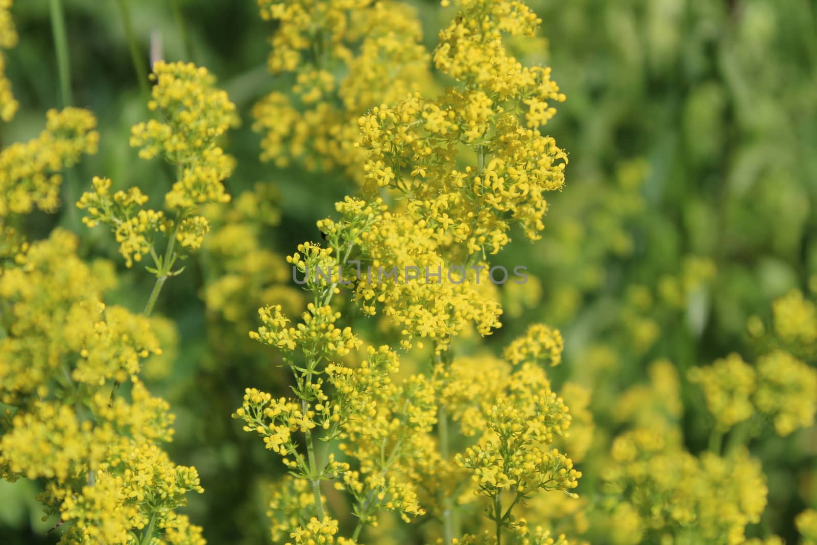 The picture shows blossoming cleaver in the meadow