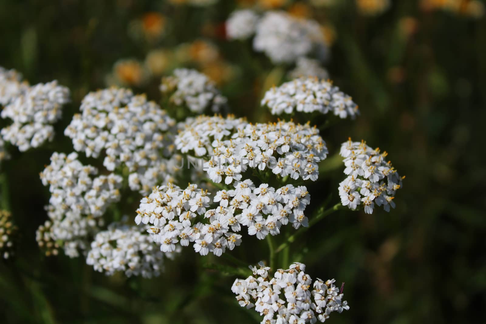 The picture shows blossoming yarrow in the garden