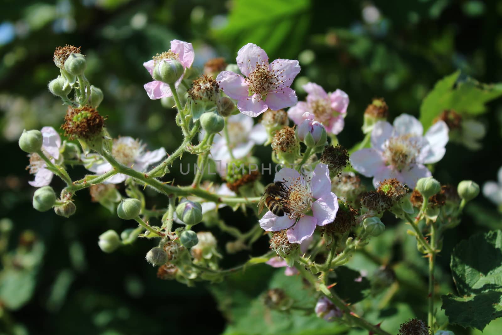 The picture shows a blackberry bush with many blossoms