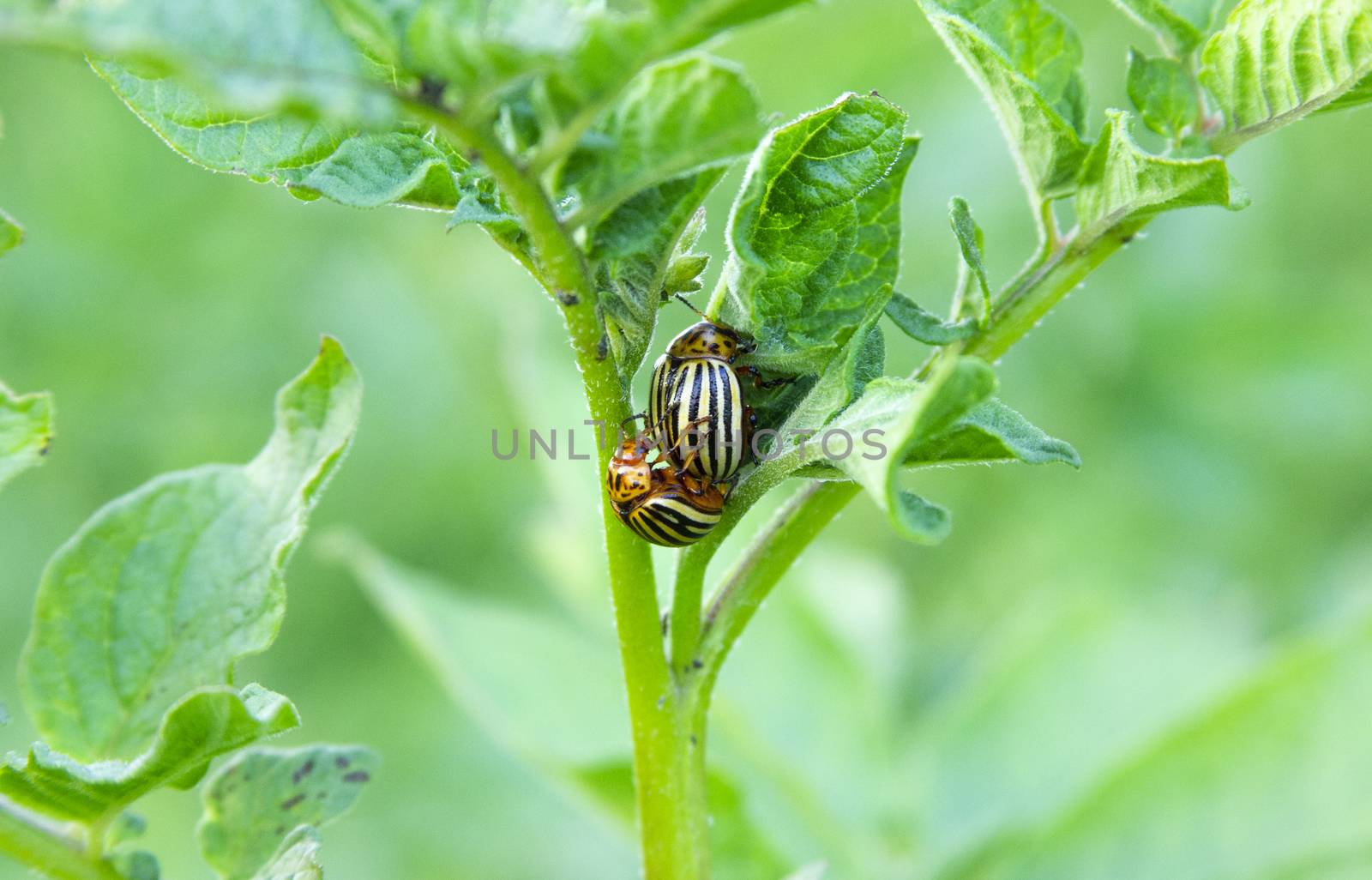 Couple of Colorado potato beetles have sex on the leaves of a potato bush at the summer day. Pest on the plants. Agricultures problem. Crop failure