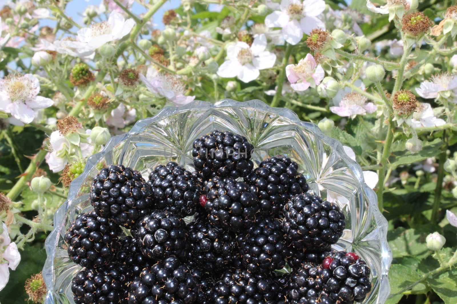 The picture shows blackberries in front of a blossoming blackberry bush