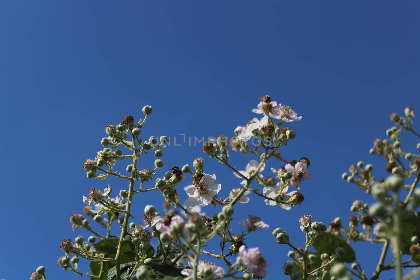 The picture shows blackberry bush with many blossoms