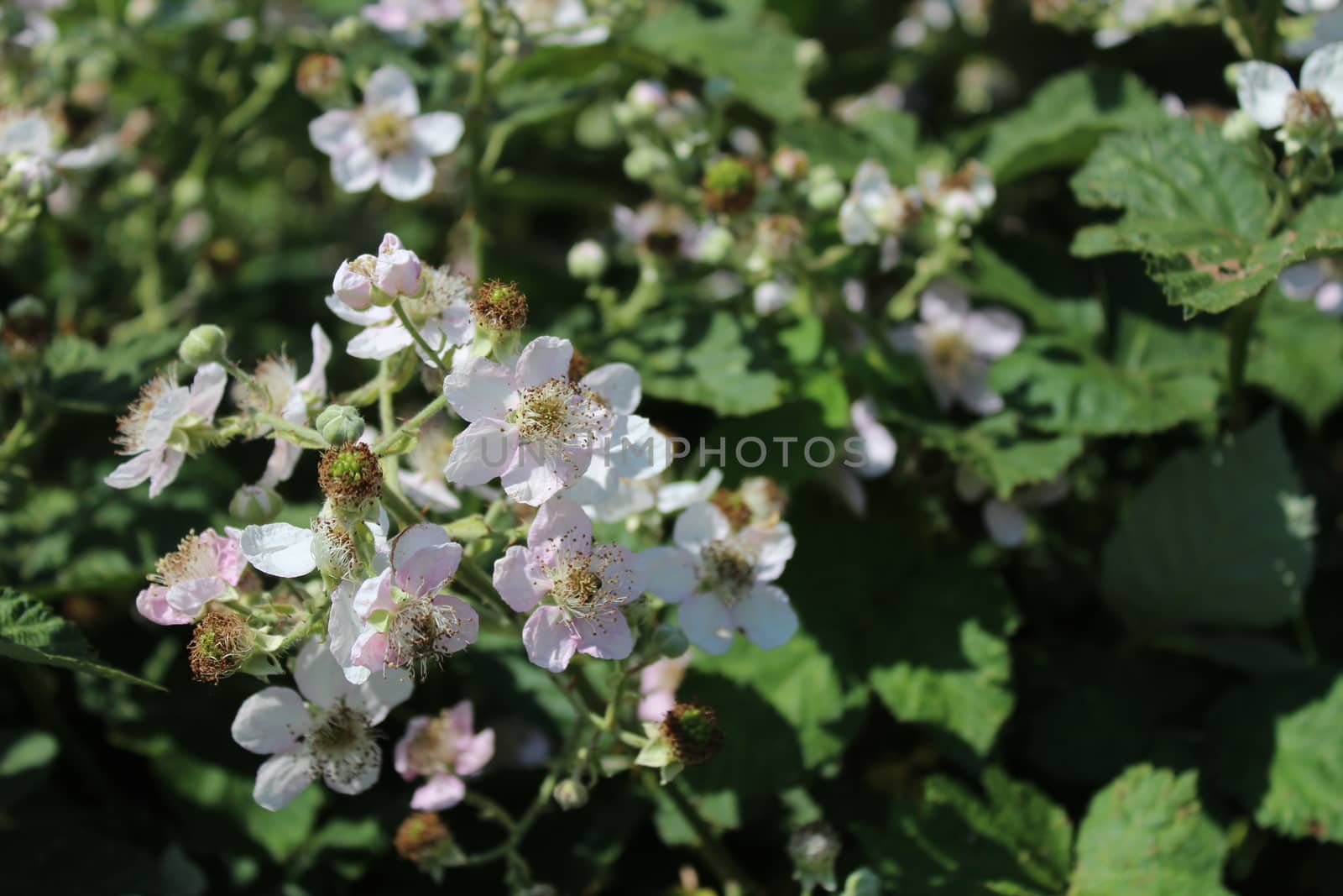 The picture shows blackberry bush with many blossoms