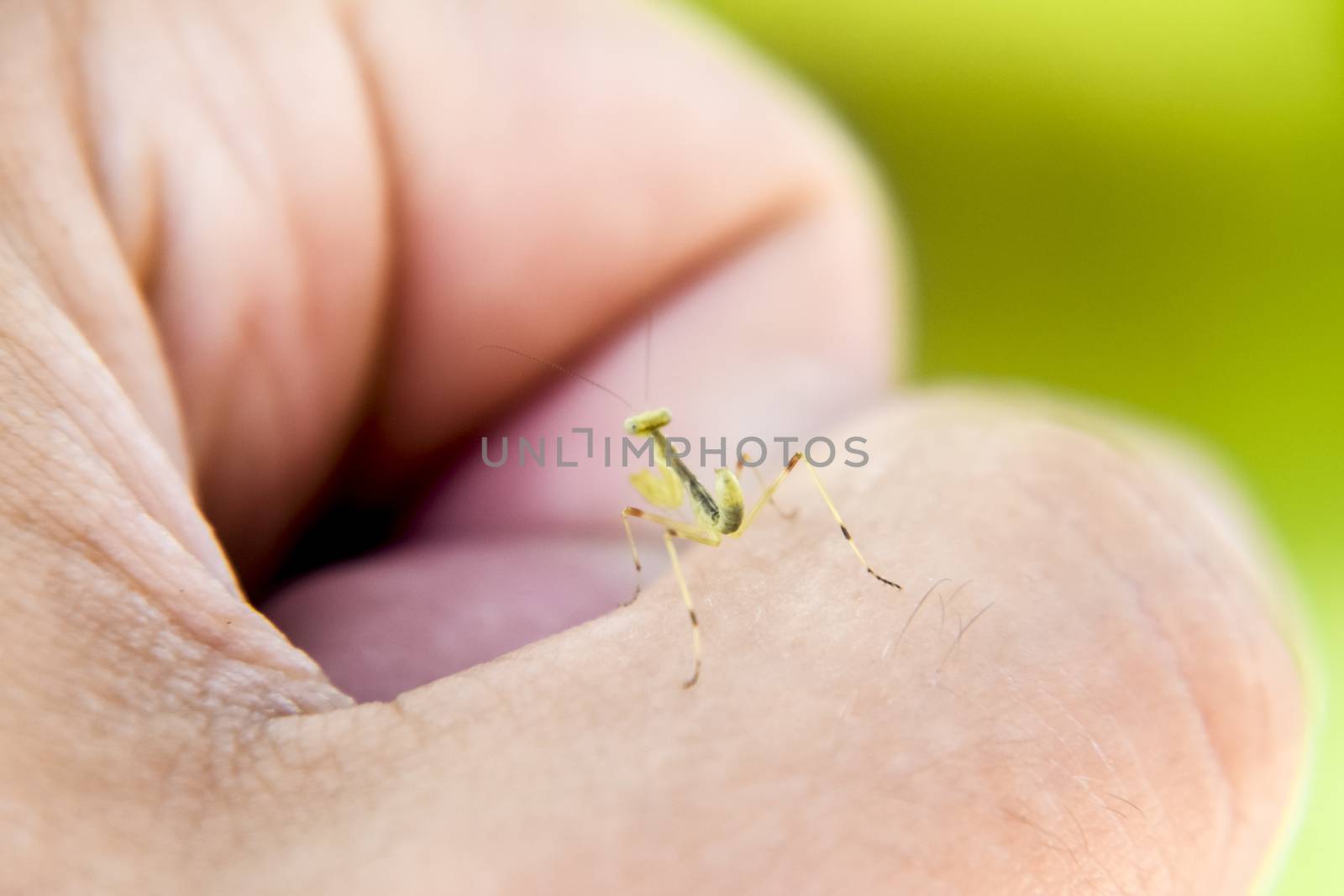 Larva of the mantis. Nymph mantis, Growing insect. Mantis on your finger.