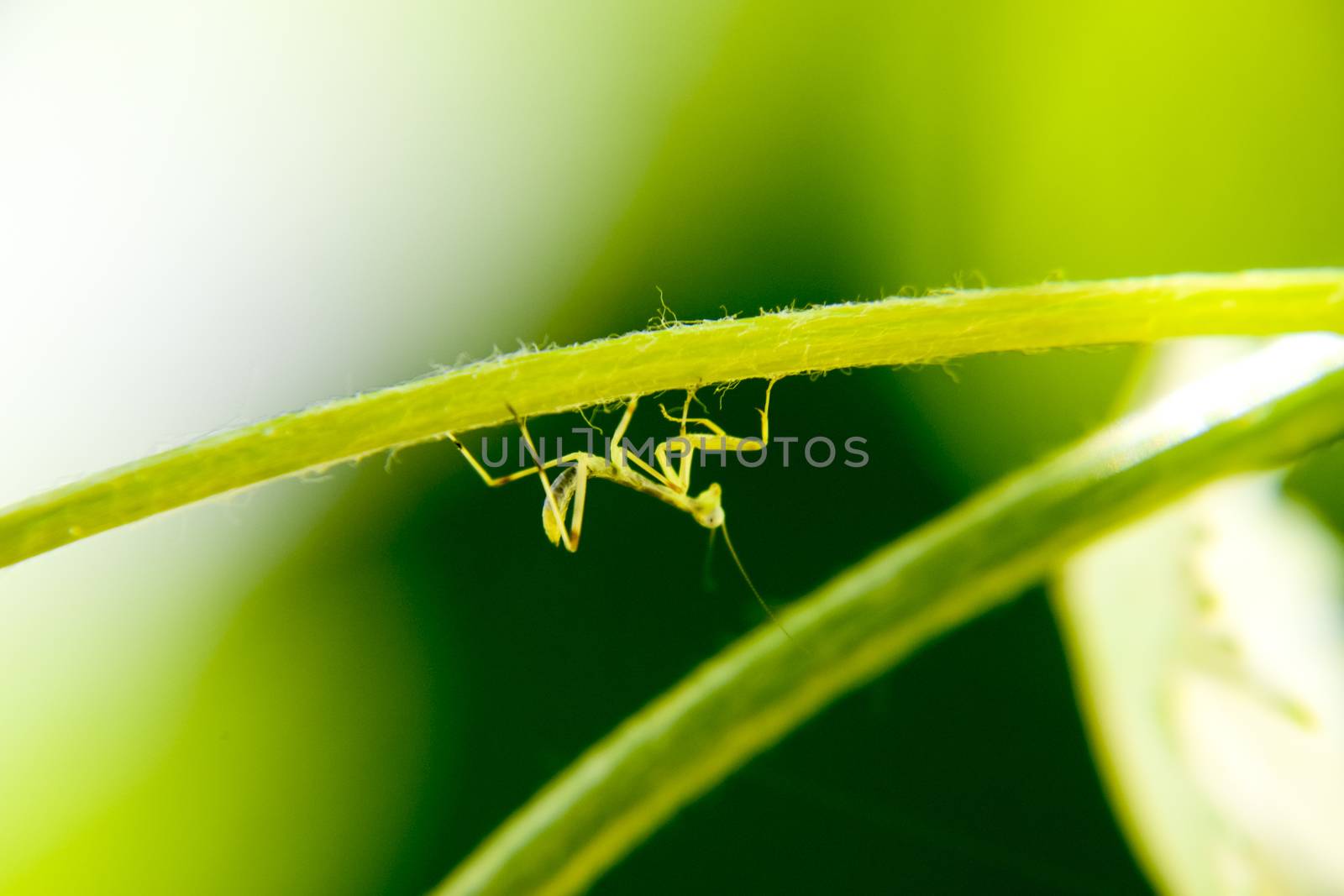 Larva of the mantis. Nymph mantis, Growing insect. by eleonimages