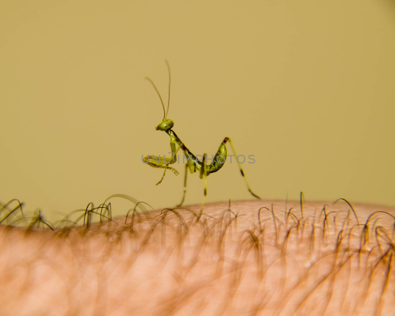 Larva of the mantis. Nymph mantis, Growing insect. by eleonimages